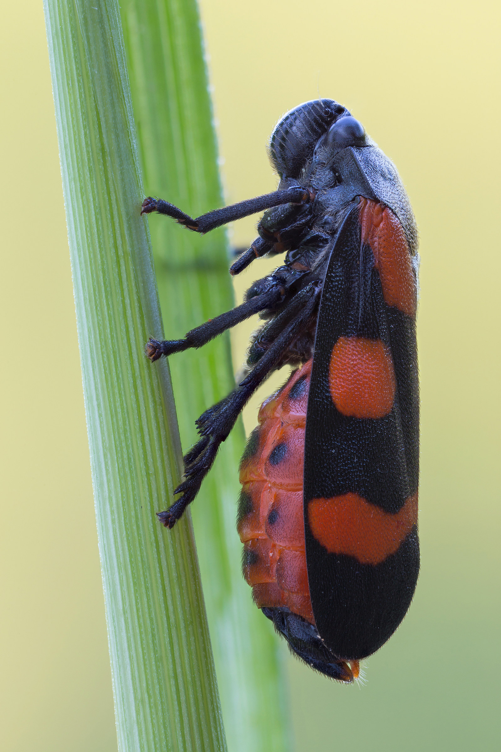 Cercopis sanguinolenta