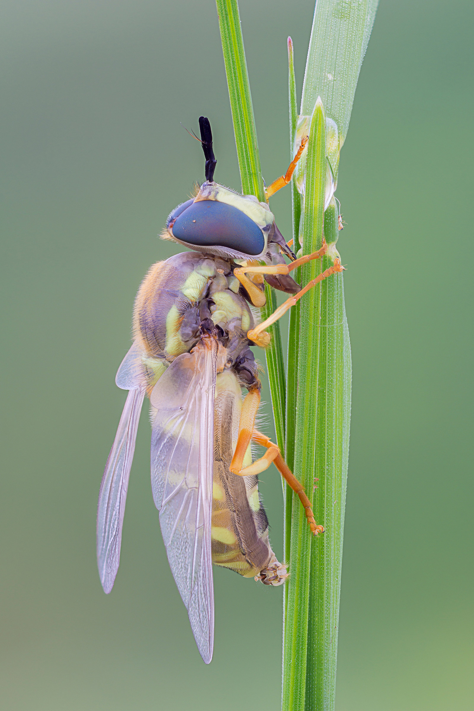 Newly emerged syrphid fly