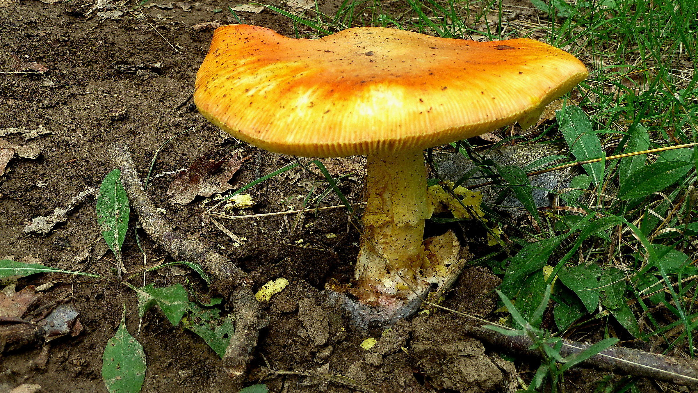 Amanita caesarea