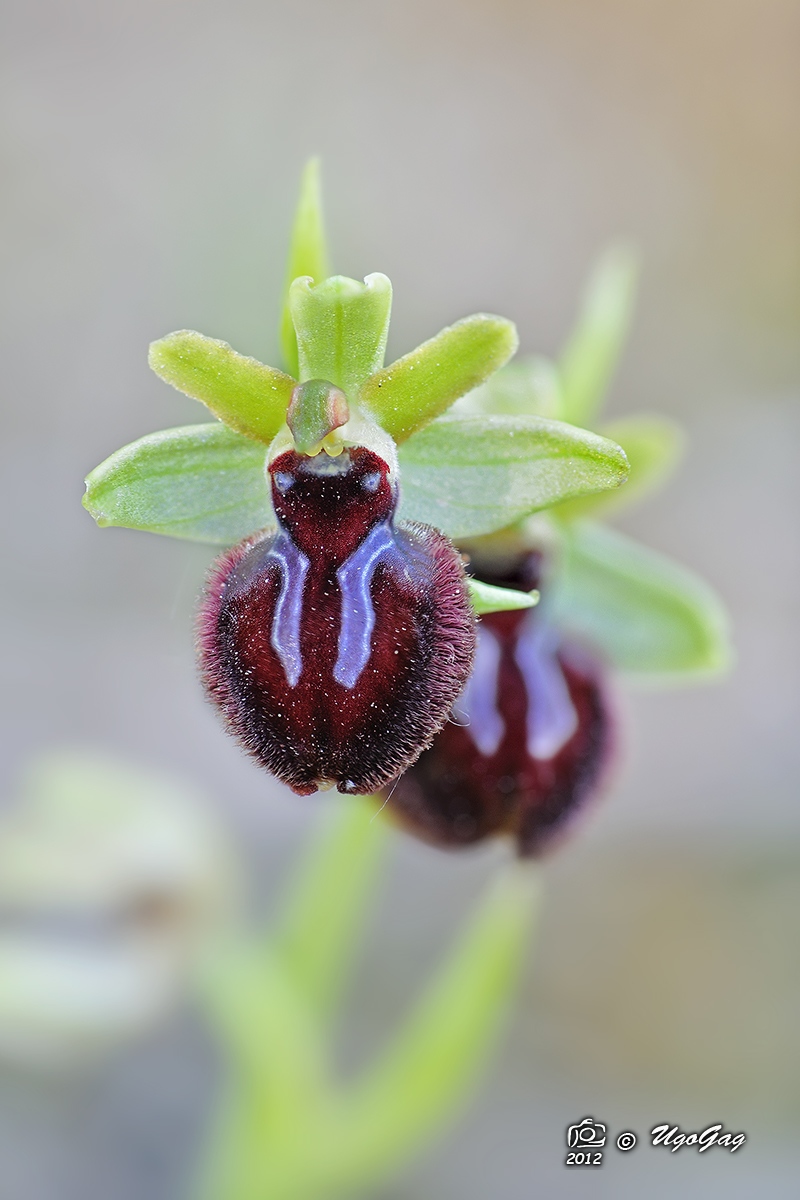 Ophrys incubacea