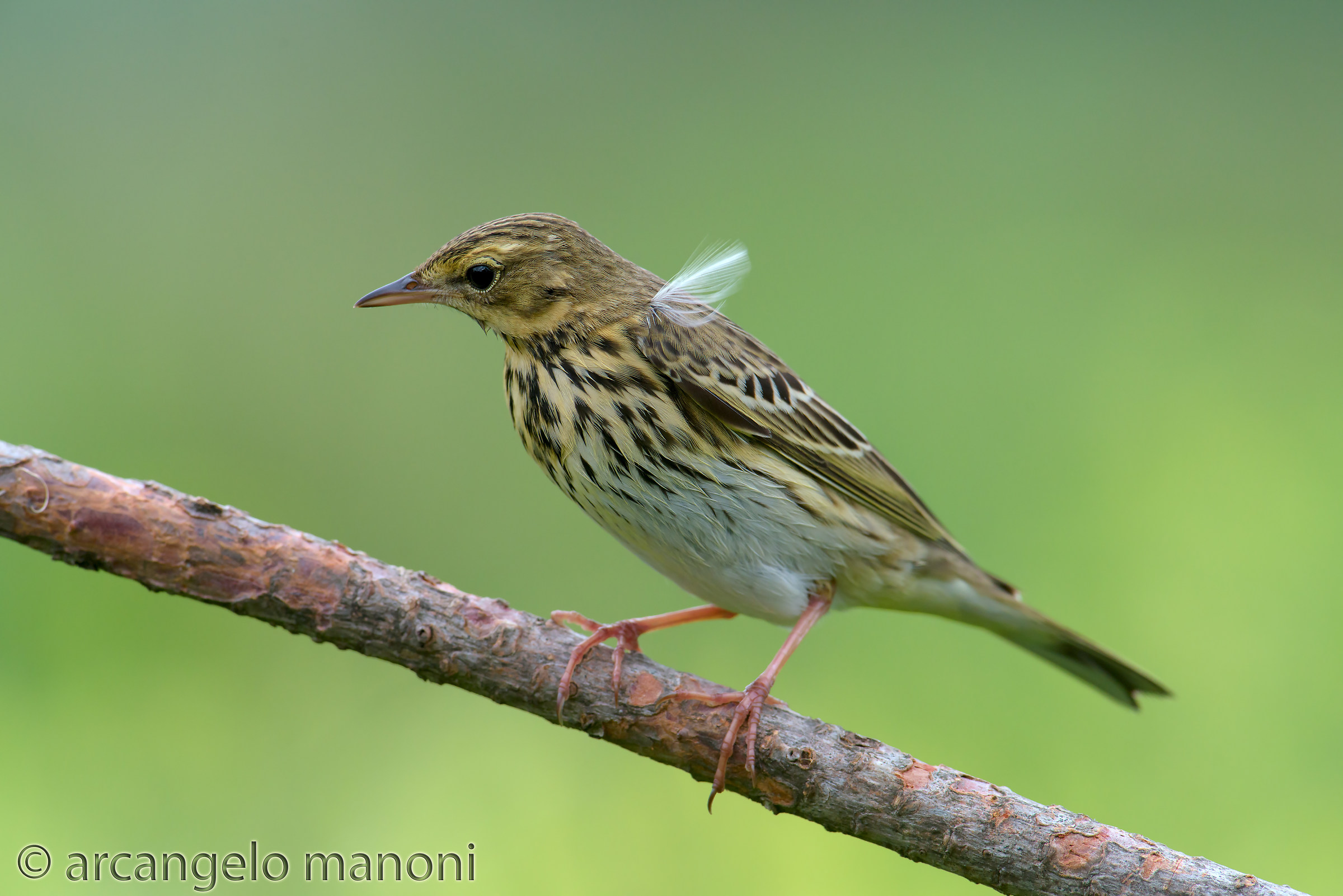 Sventola bandiera bianca