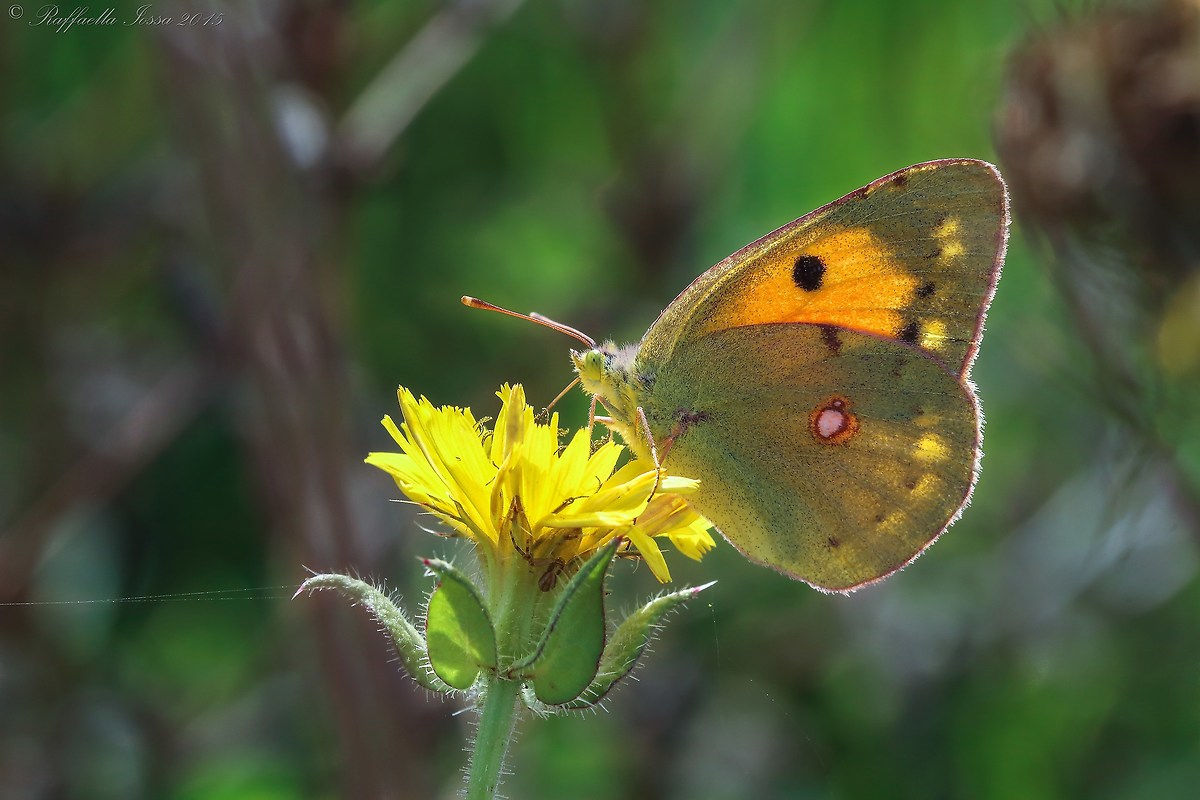 Colias crocea