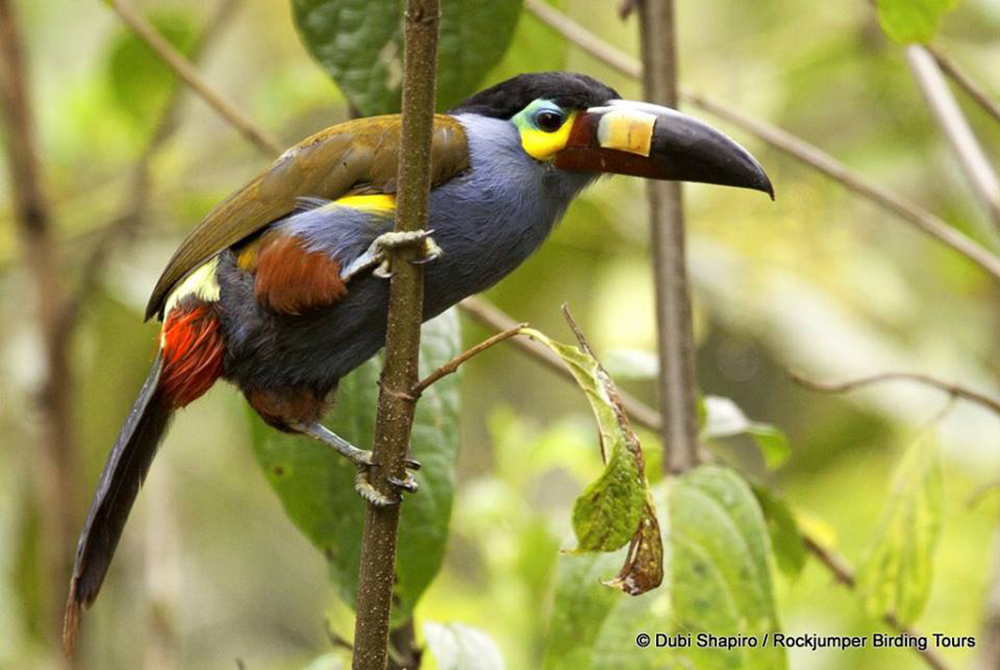 Plate-fatturati Montagna Toucan da Dubi Shapiro