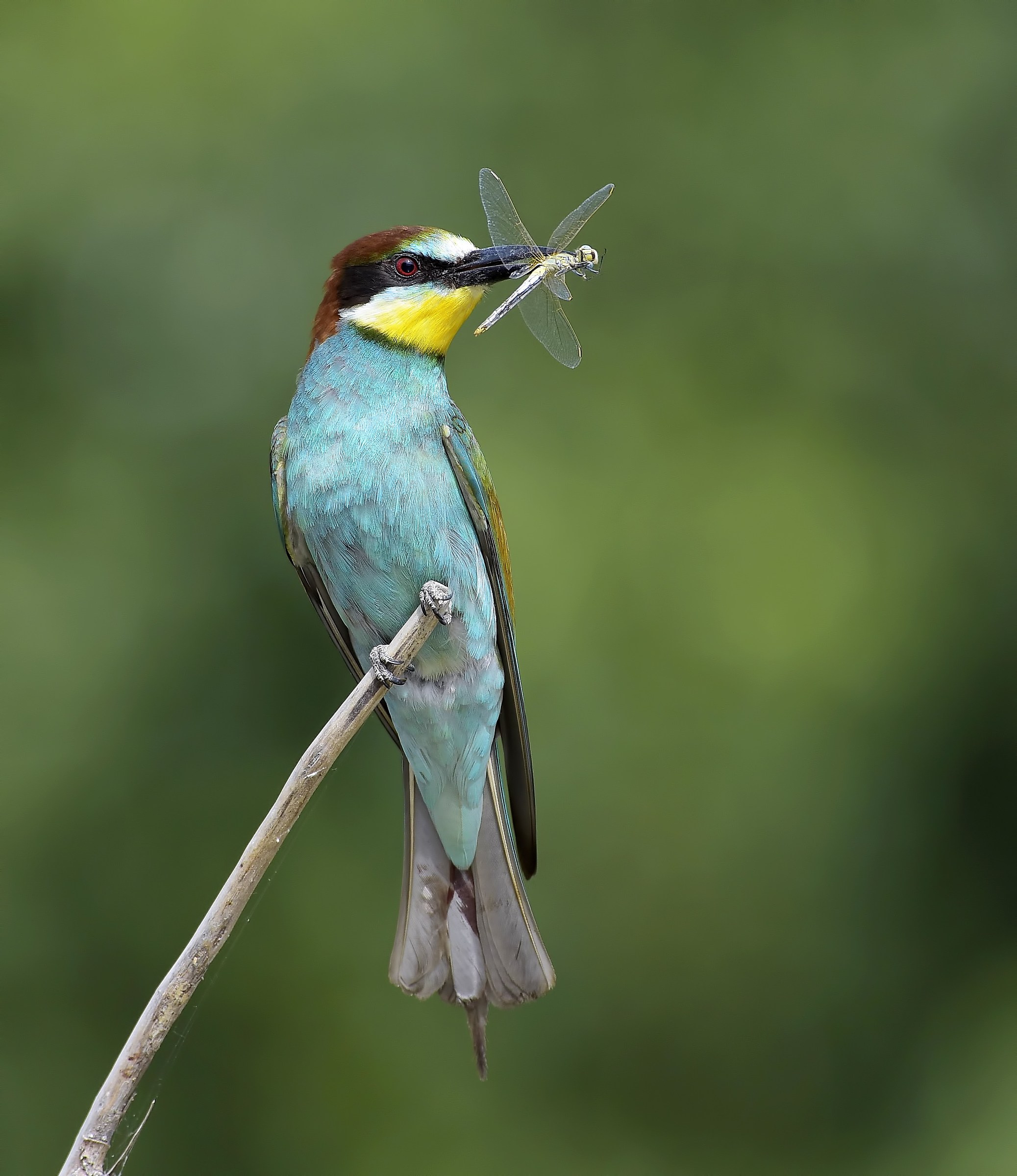 Gruccione con preda!