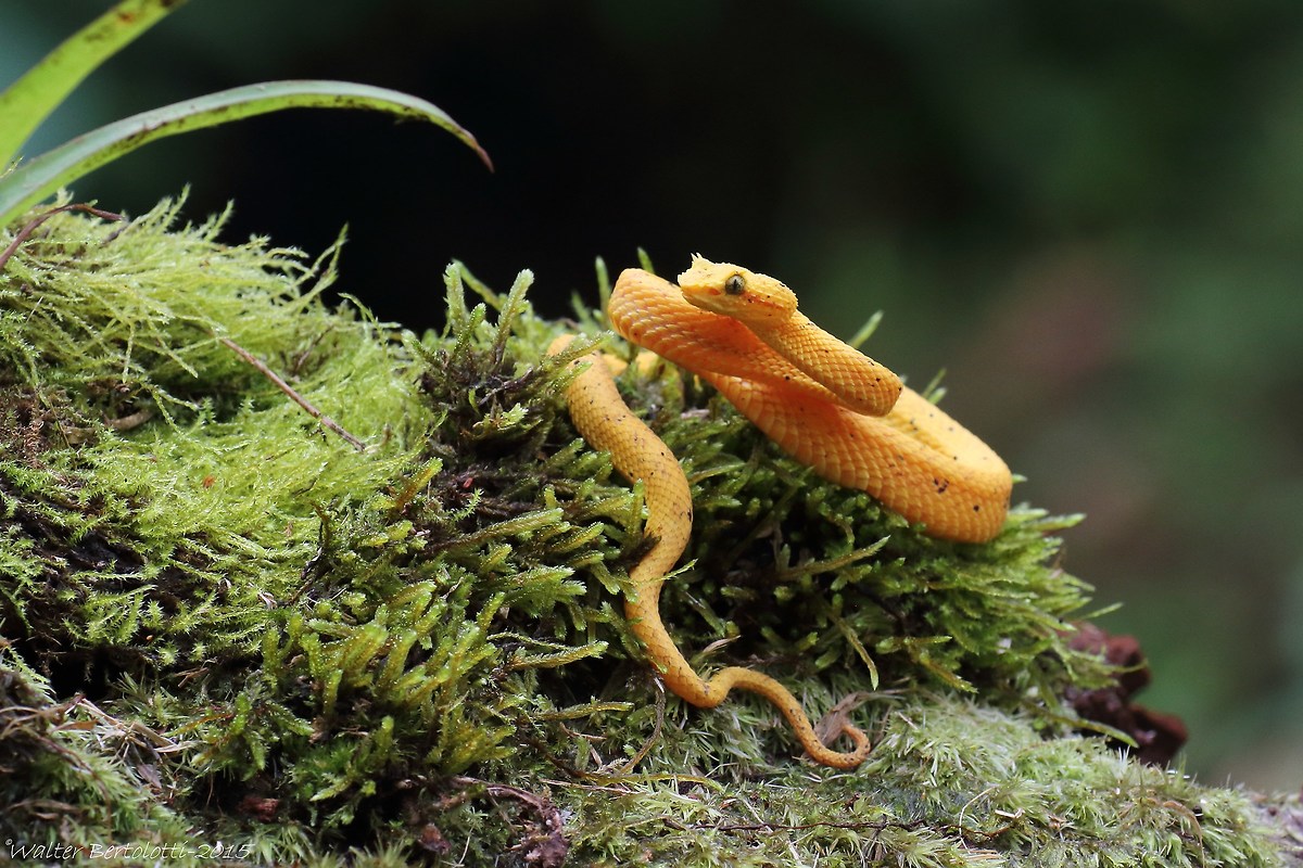 eyelash viper (Bothriechis schlegelii)