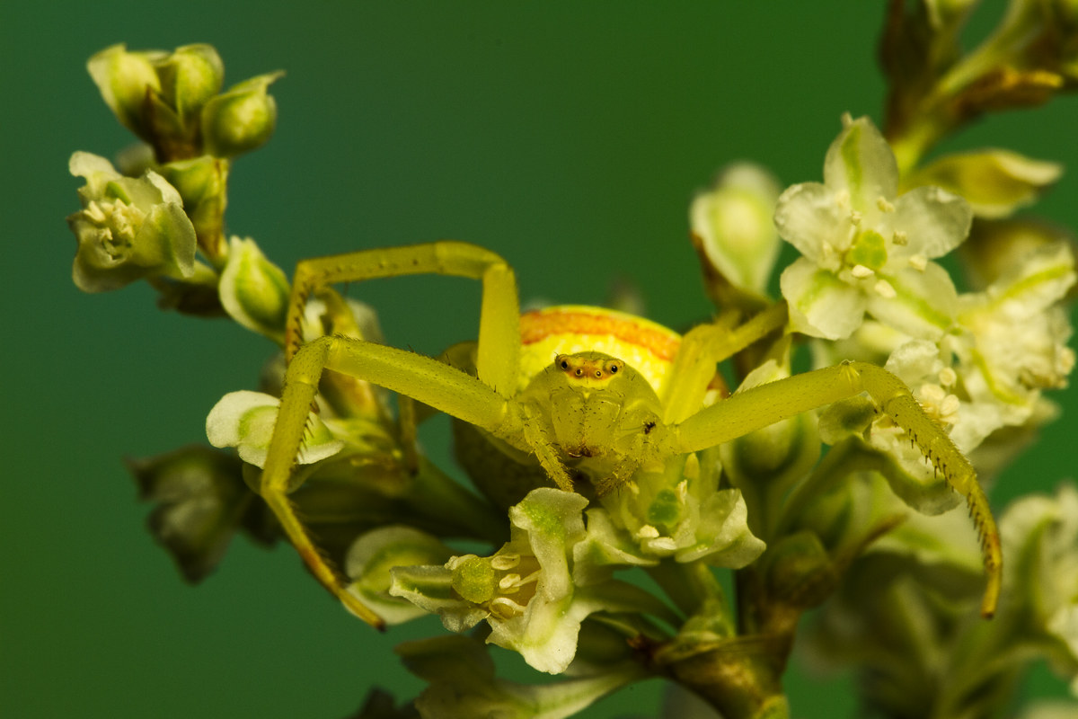Misumena vatia - Ragno Granchio dei Fiori - Femmina
