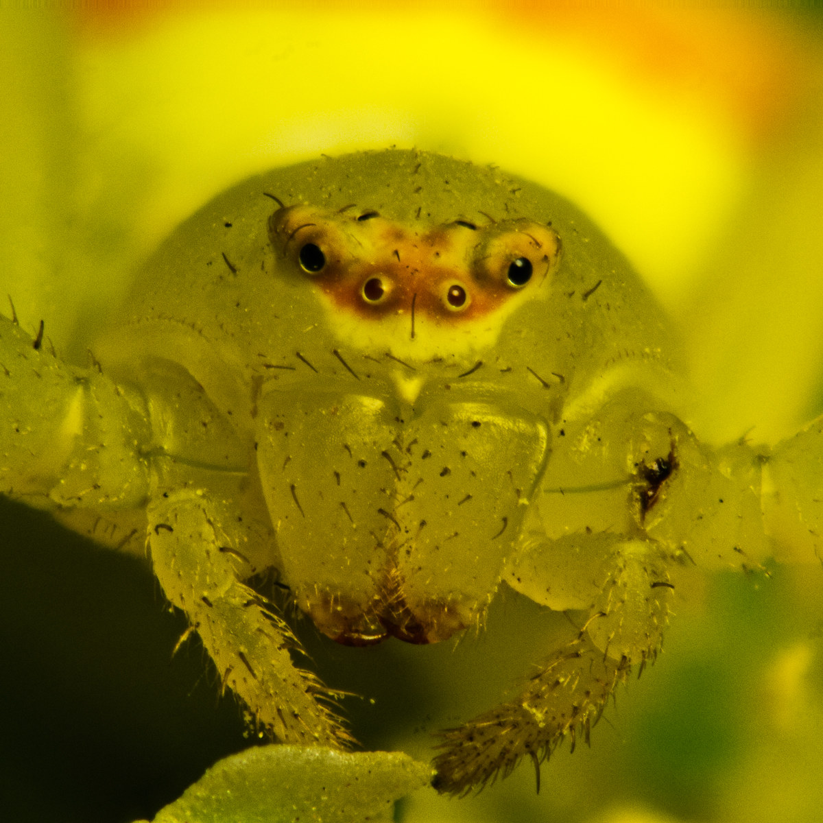 Misumena vatia - Ragno Granchio dei Fiori - Femmina