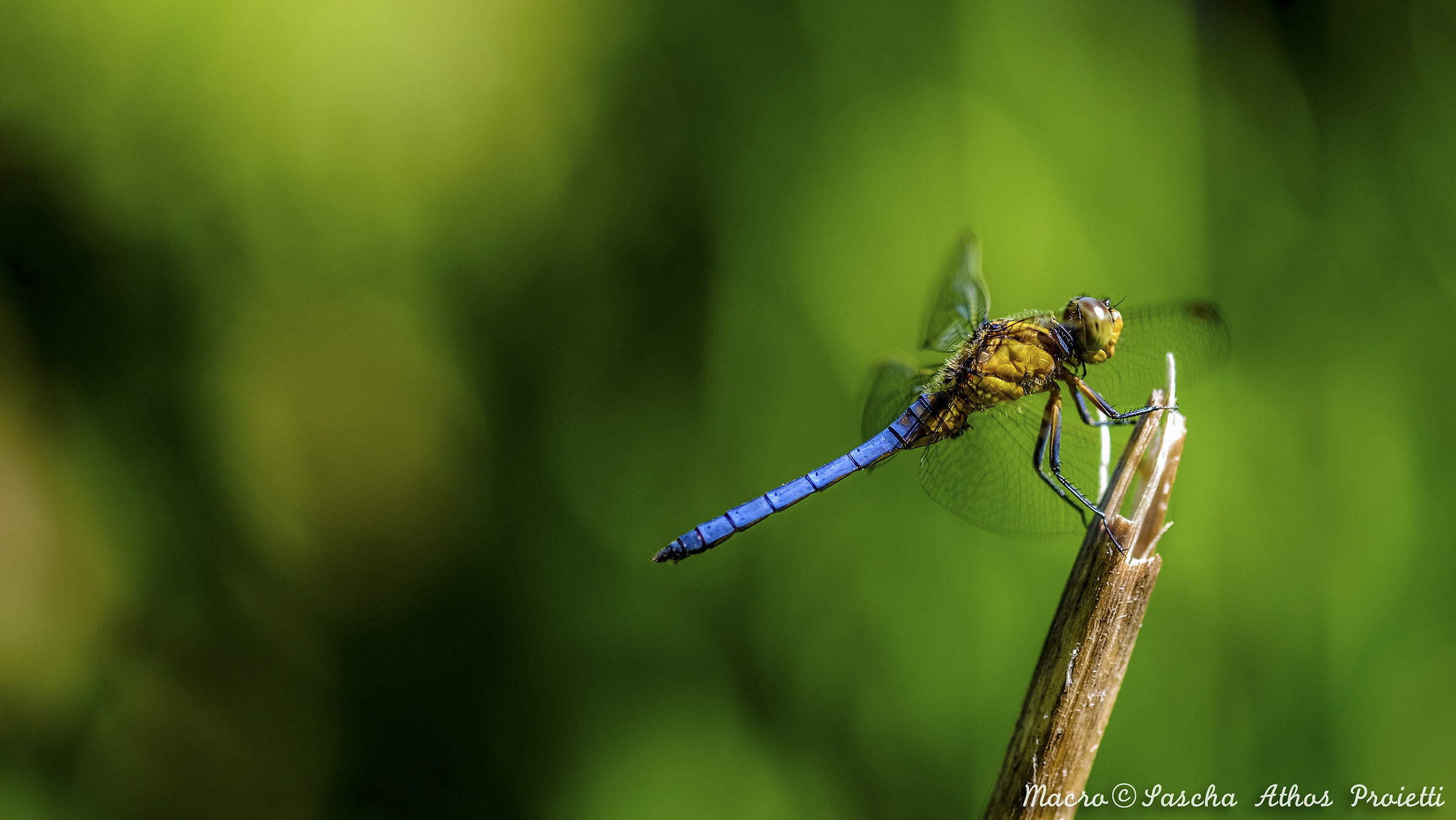 Dragonfly "the rest"