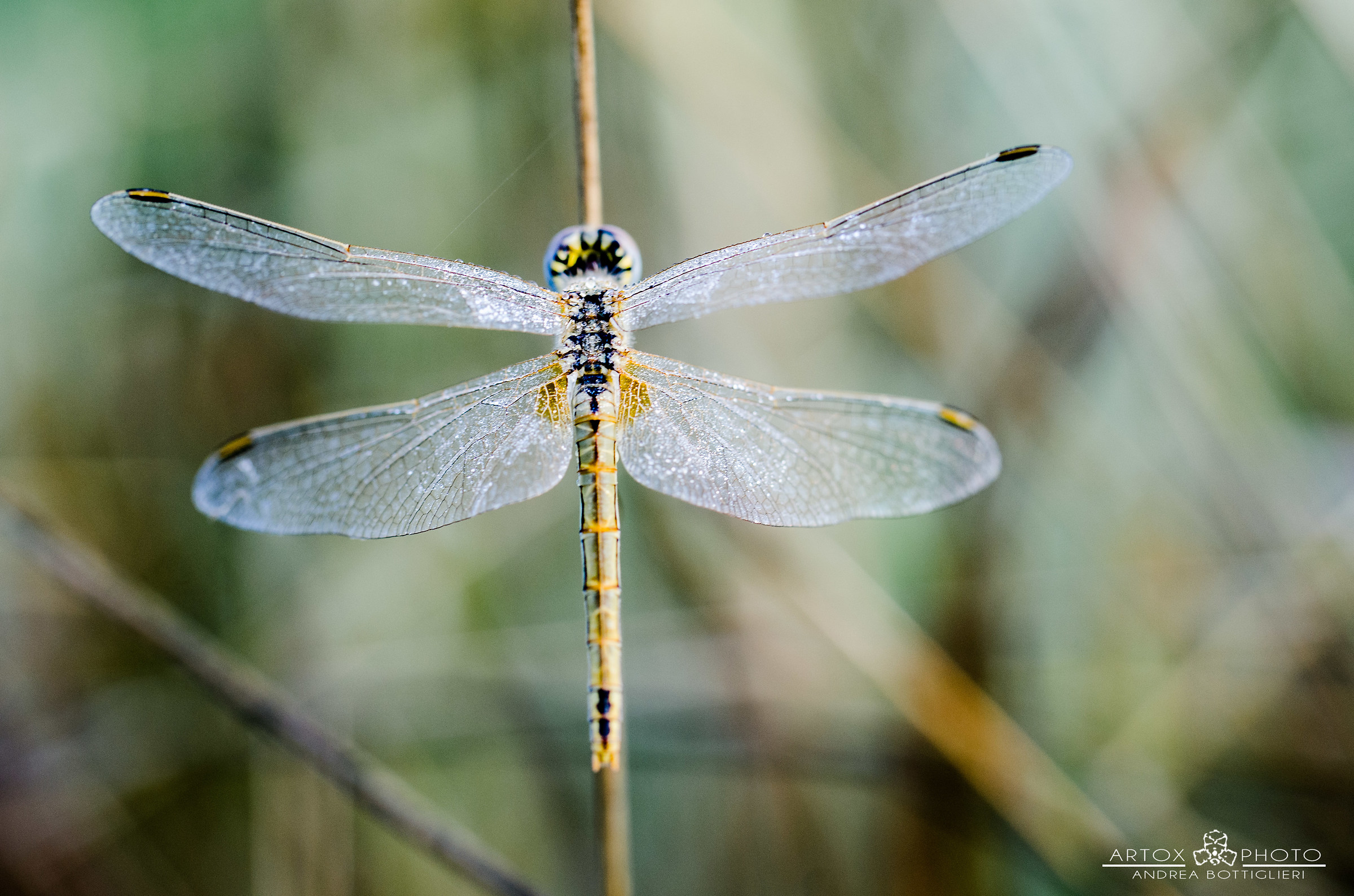 Libellula
