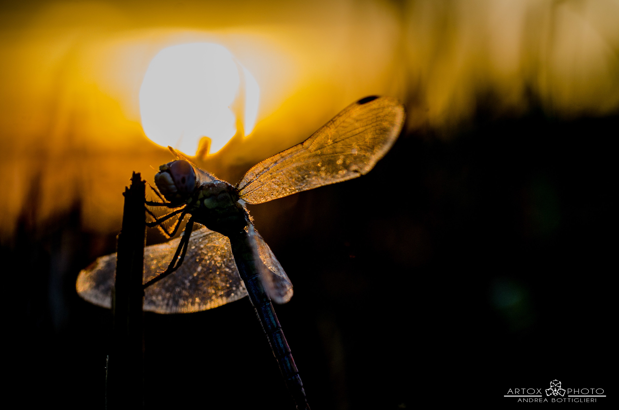 Libellula all' alba