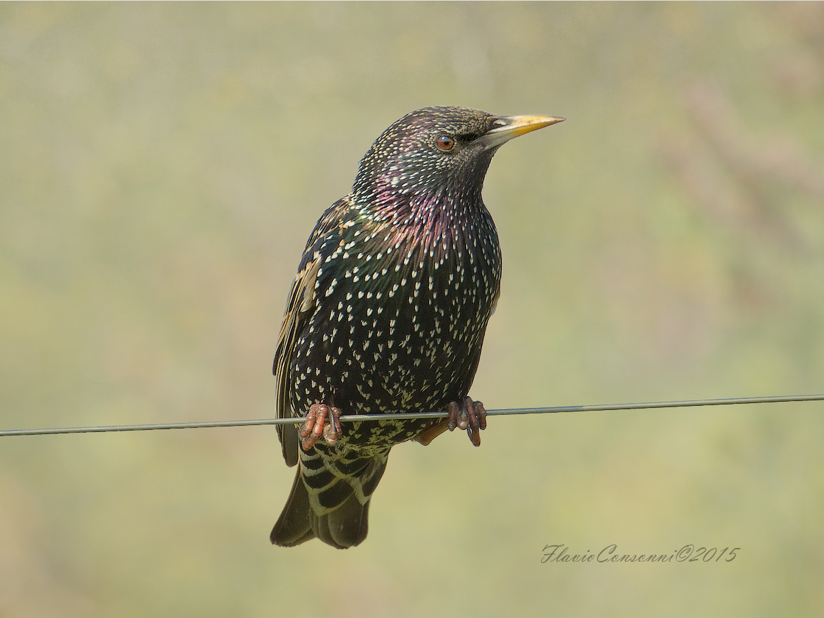Starling