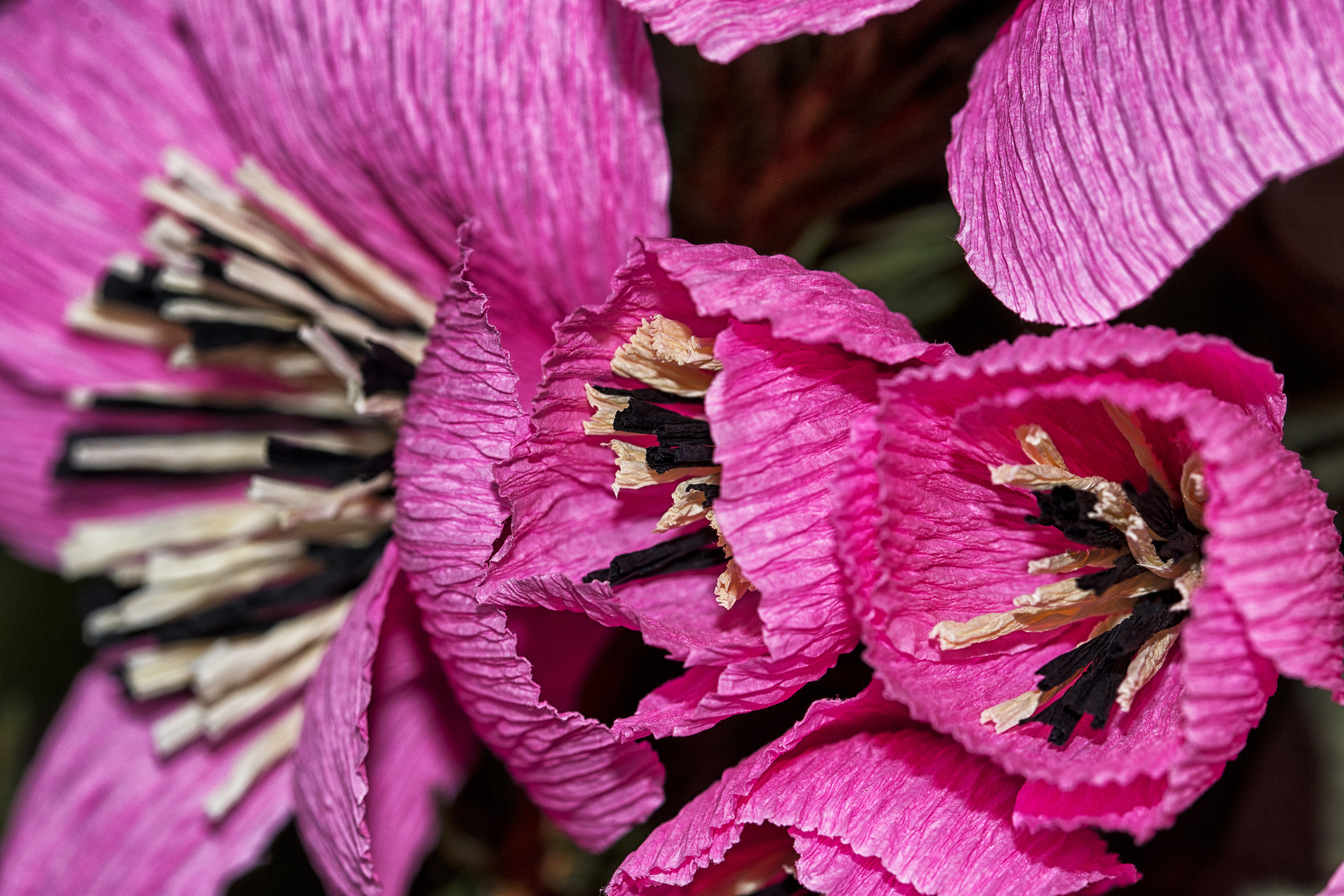 Festa di Santa Croce - Monte Isola