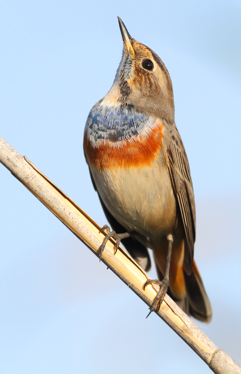 Bluethroat
