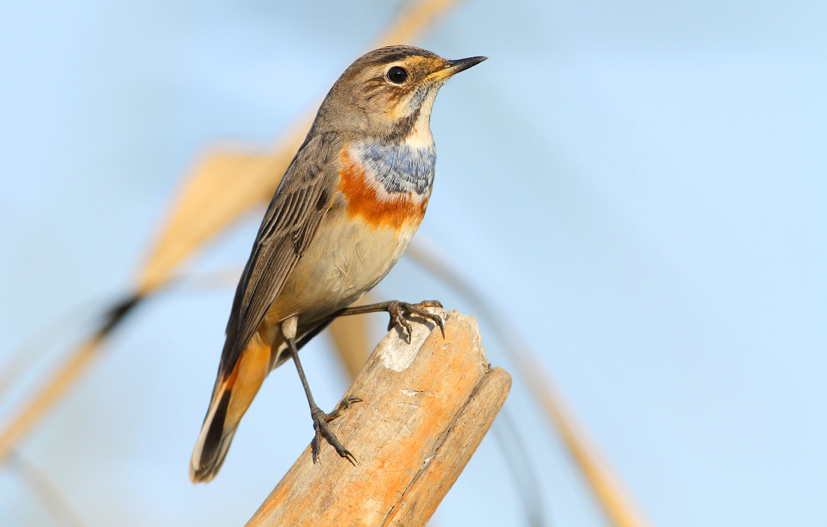 Bluethroat