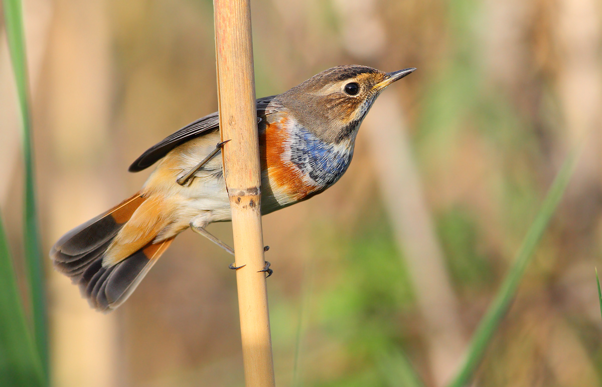 Bluethroat