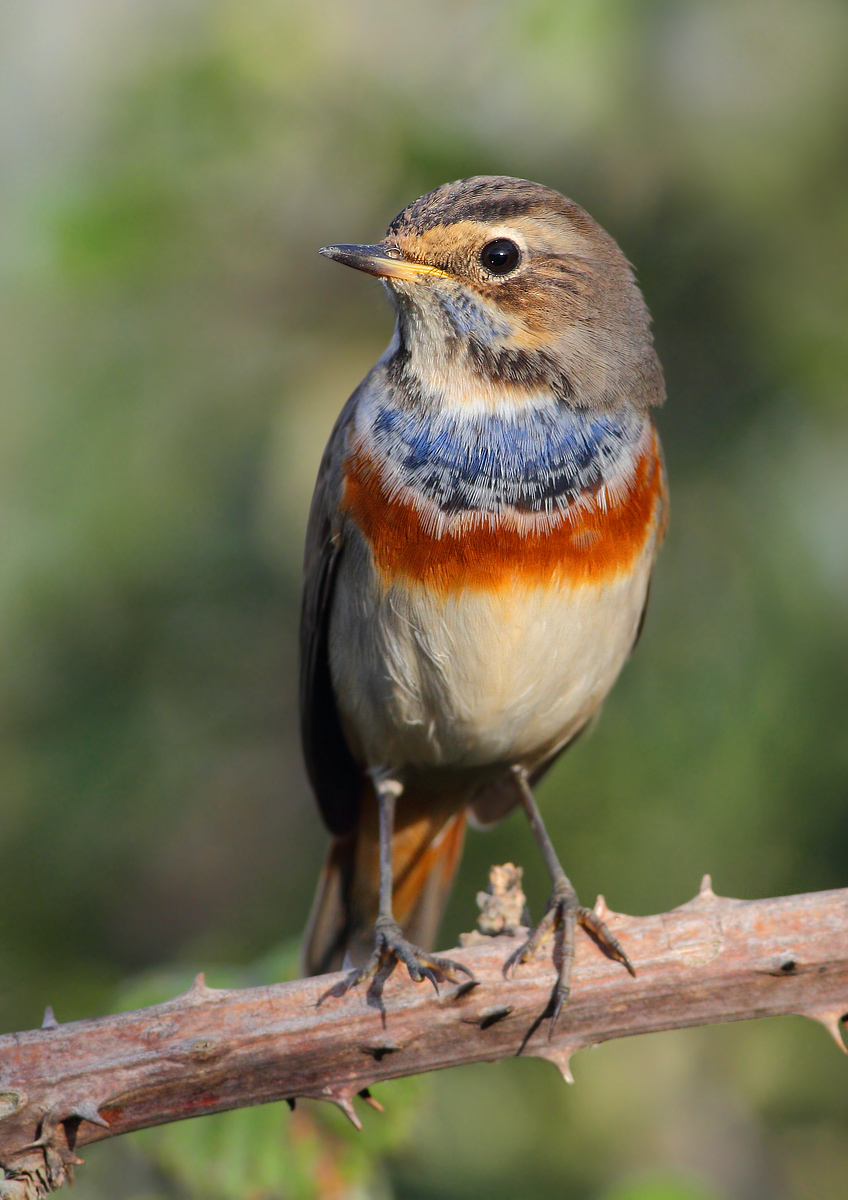 Bluethroat