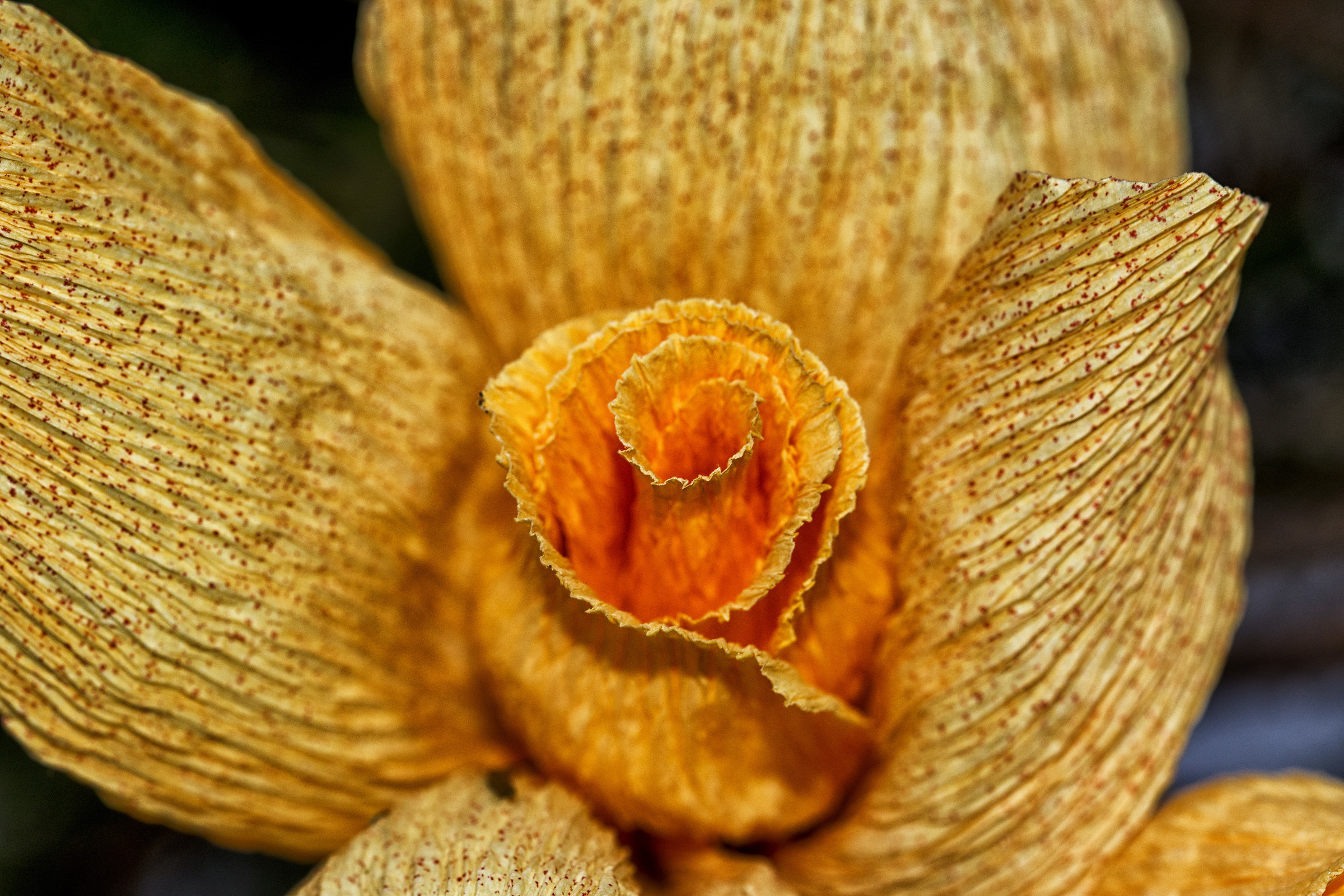 Festa di Santa Croce - Monte Isola