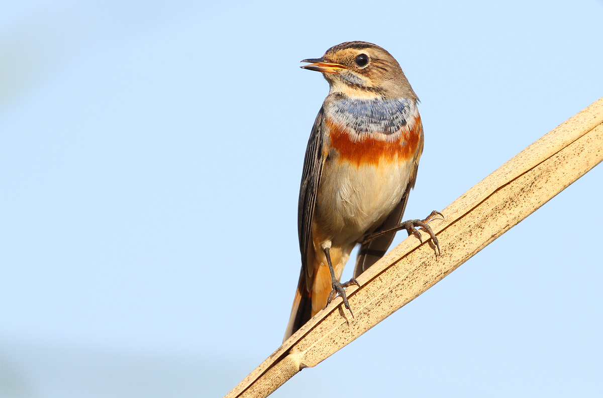 Bluethroat