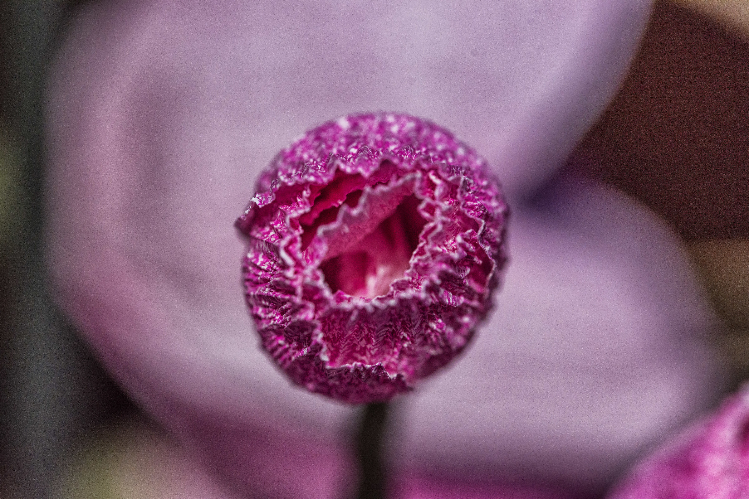 Festa di Santa Croce - Monte Isola