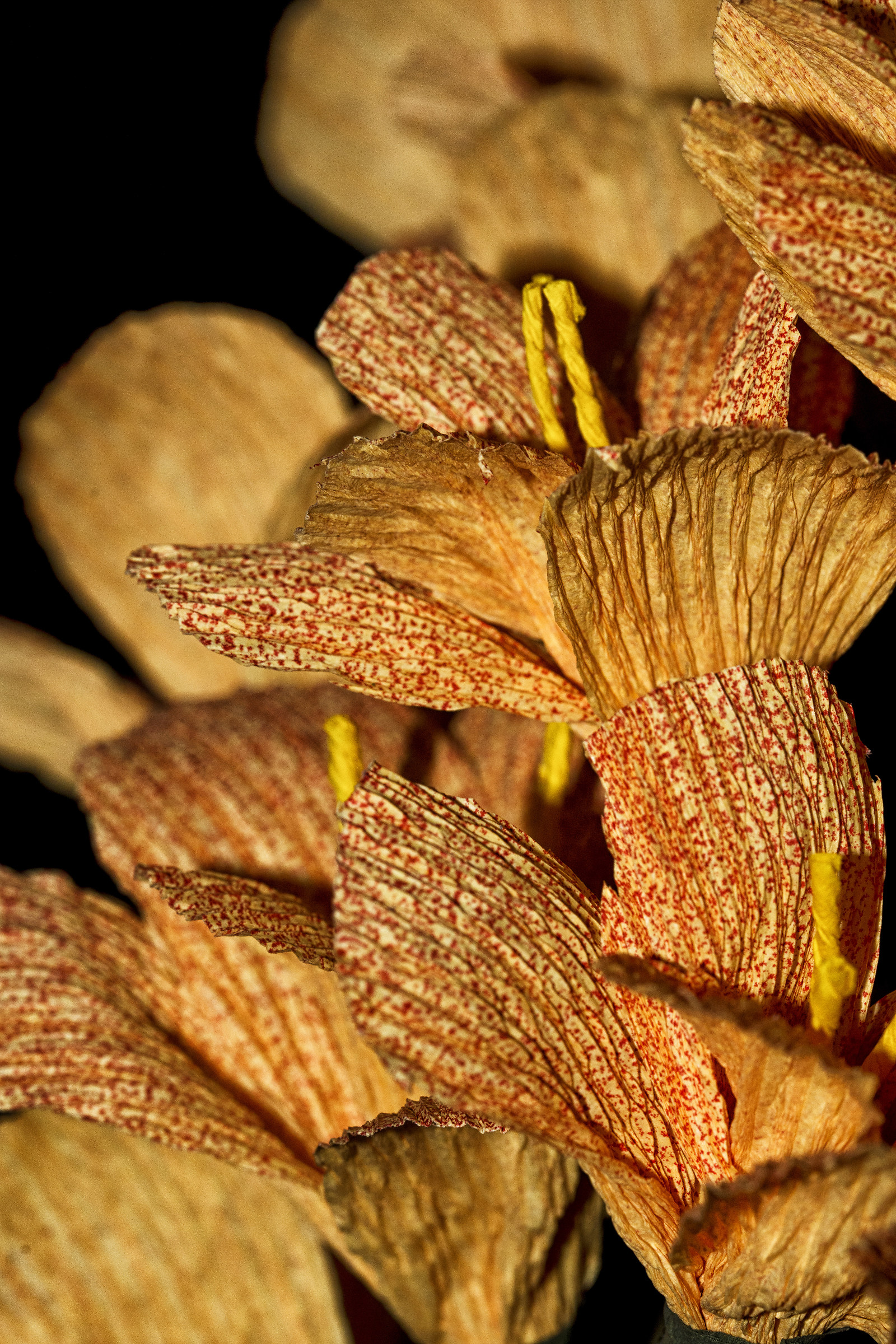 Festa di Santa Croce - Monte Isola