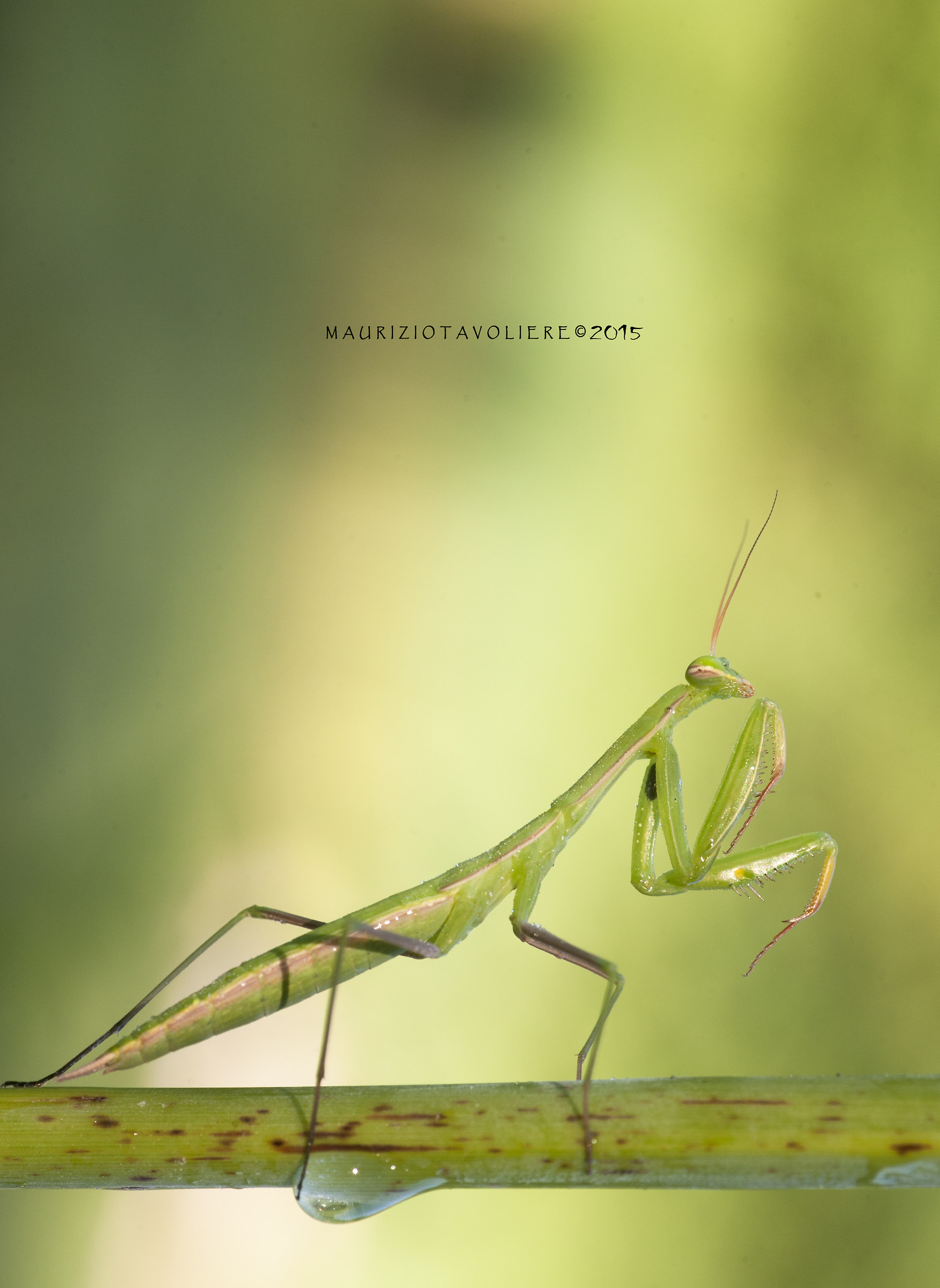 Mantis religiosa Linnaeus, 1758