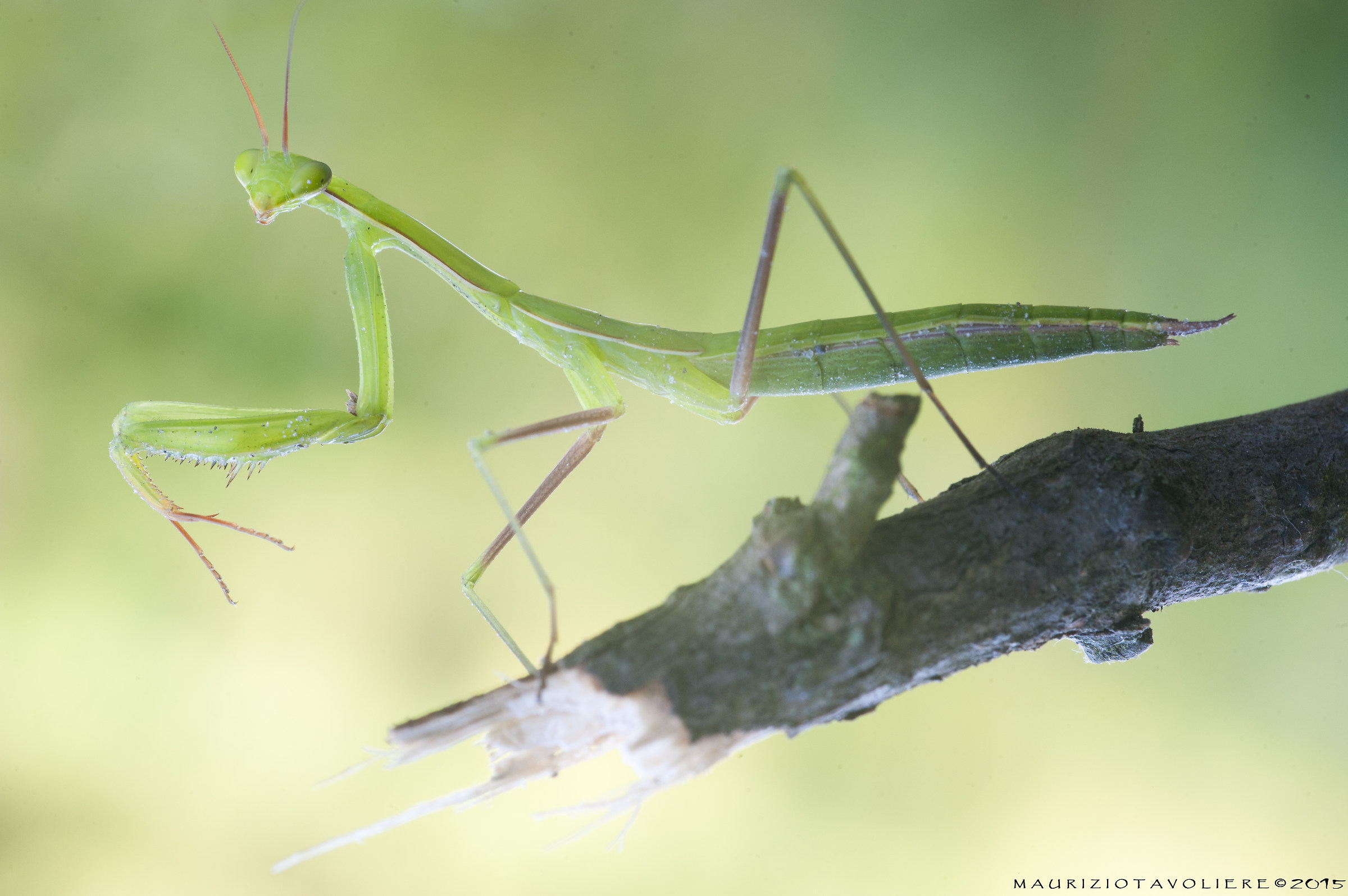 Mantis religiosa Linnaeus, 1758