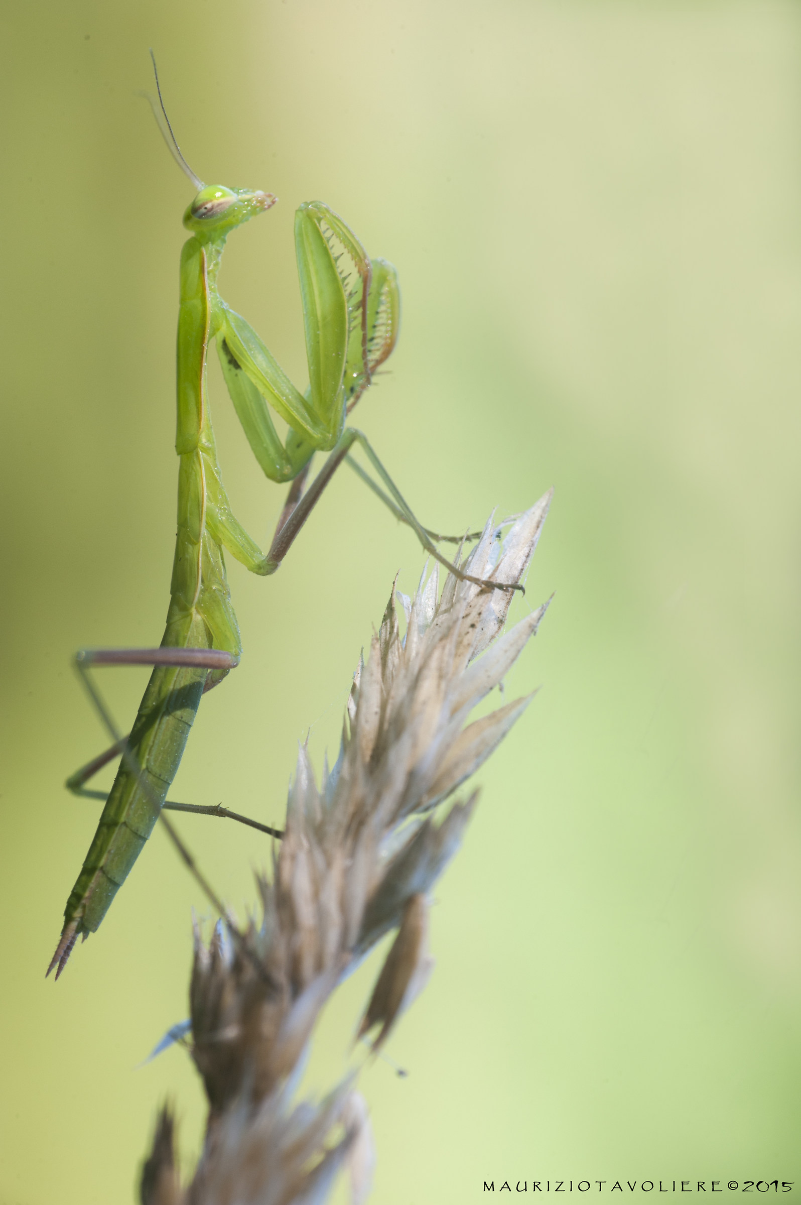 Mantis religiosa Linnaeus, 1758