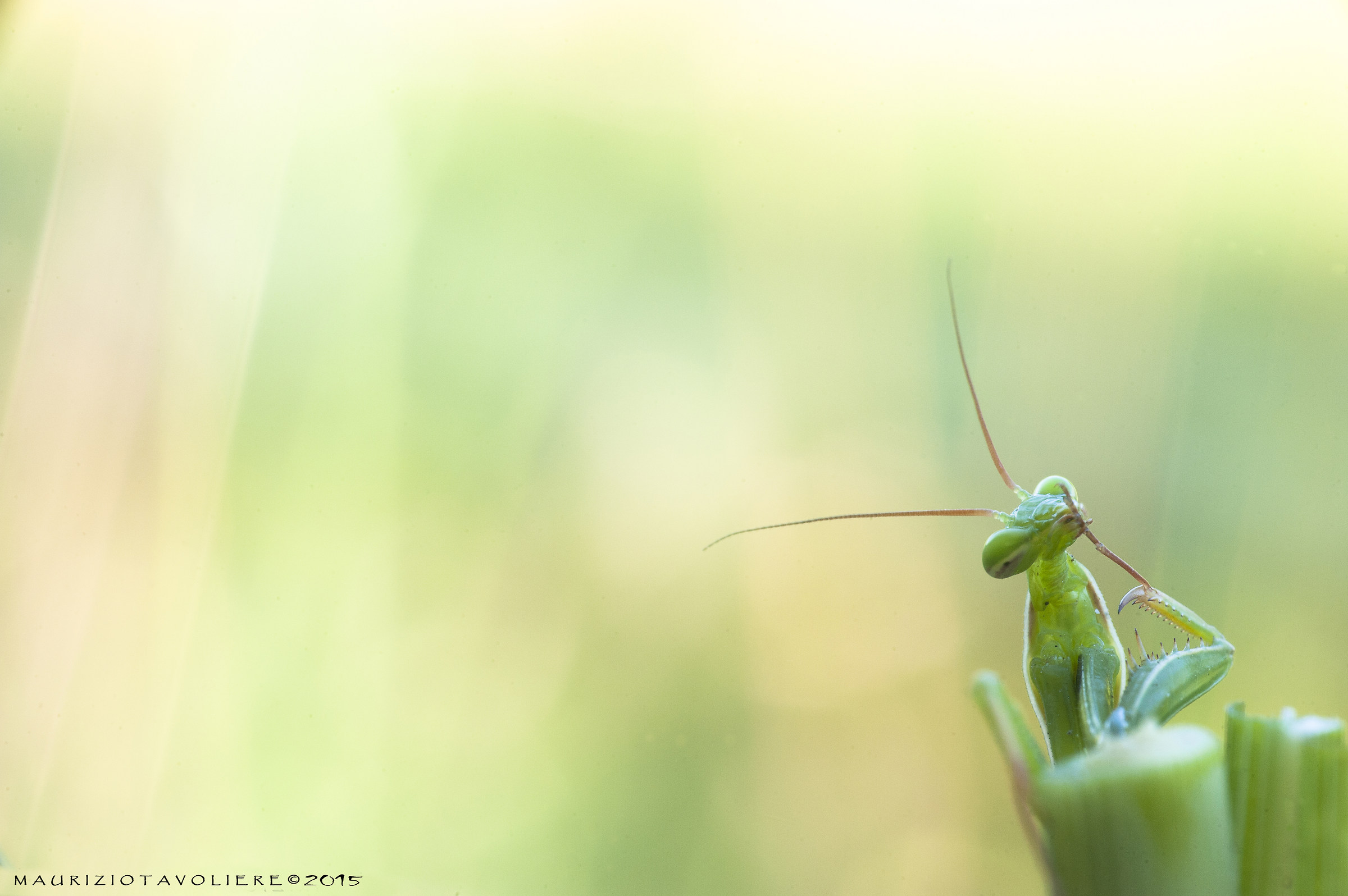 Mantis religiosa Linnaeus, 1758