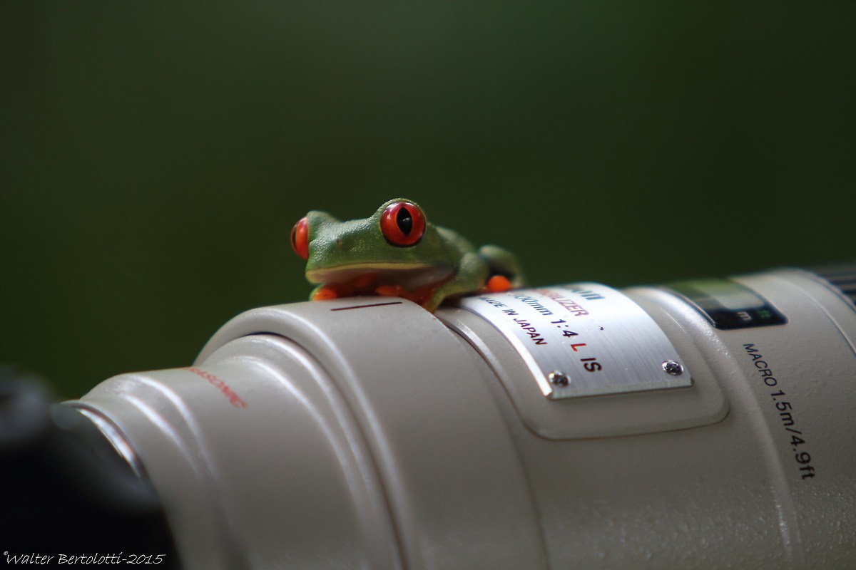 frog and Canon Academy