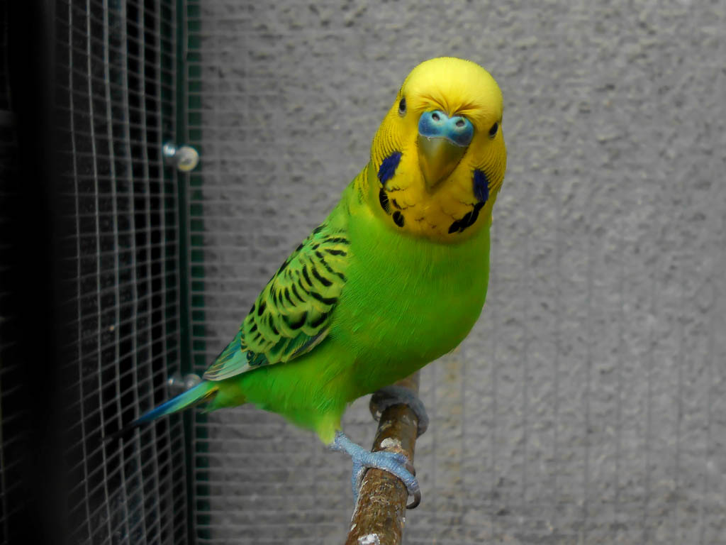 Gastonuccio.... appena pettinato