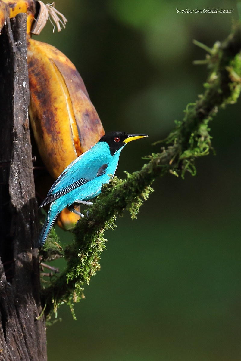 green honeycreeper (Chlorophanes spiza)