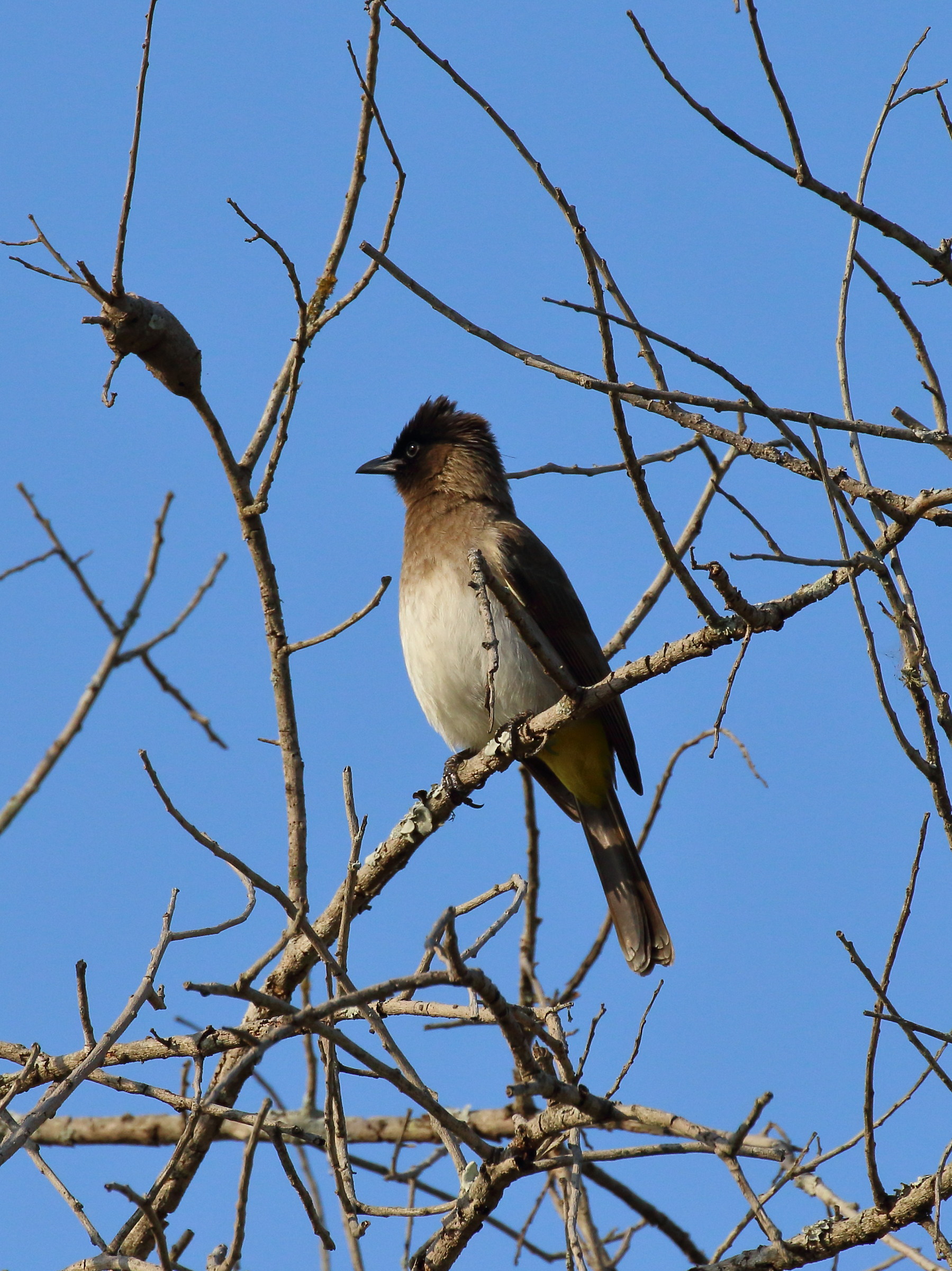 dark-capped bulbul