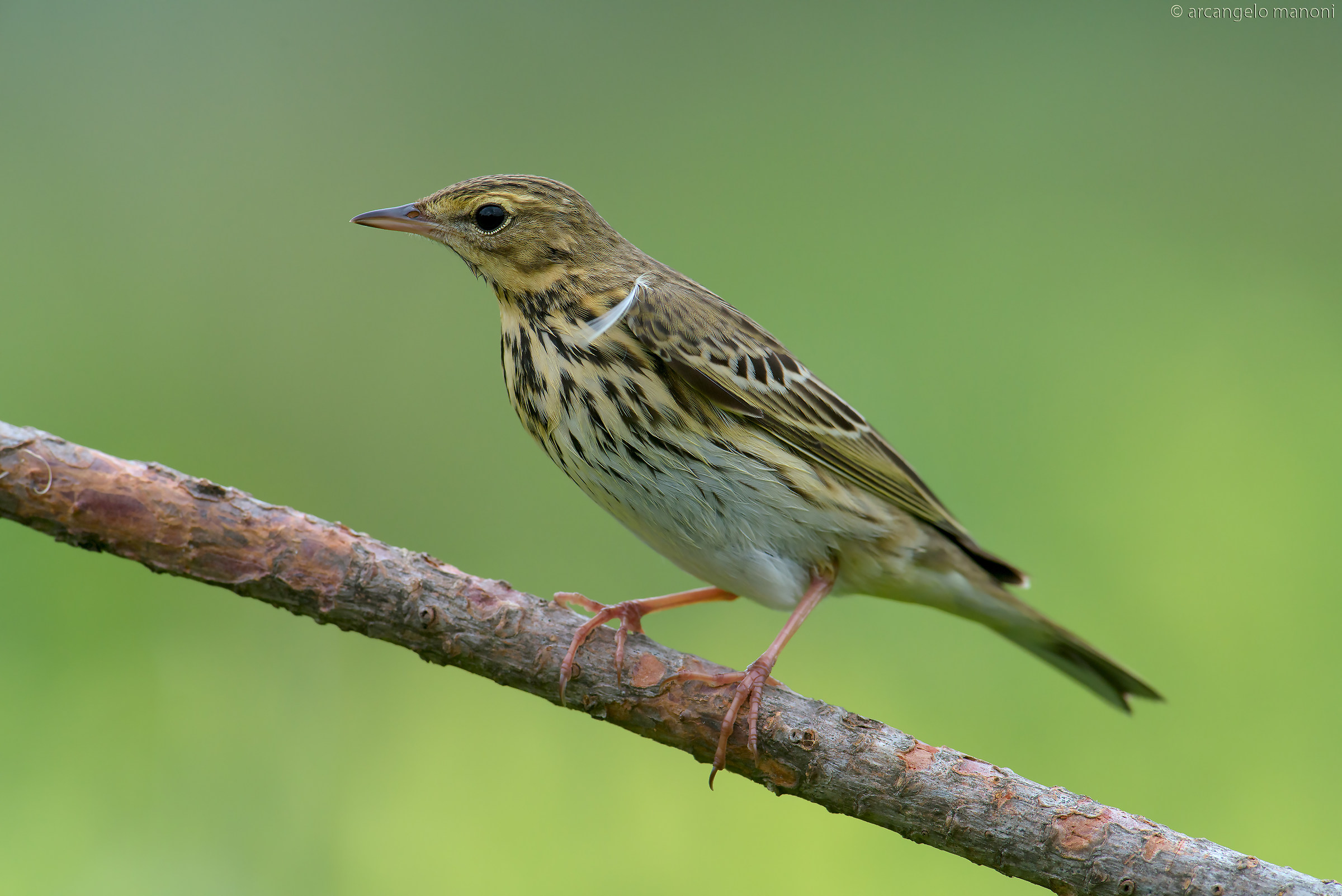 Prispolone in giallo