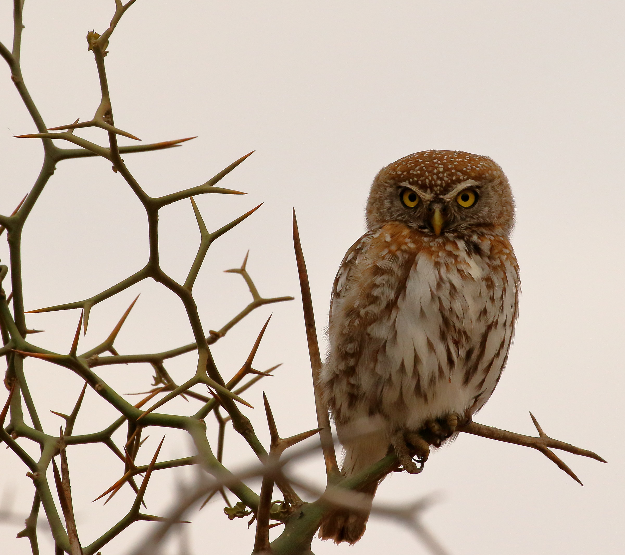 pearl spotted owlet