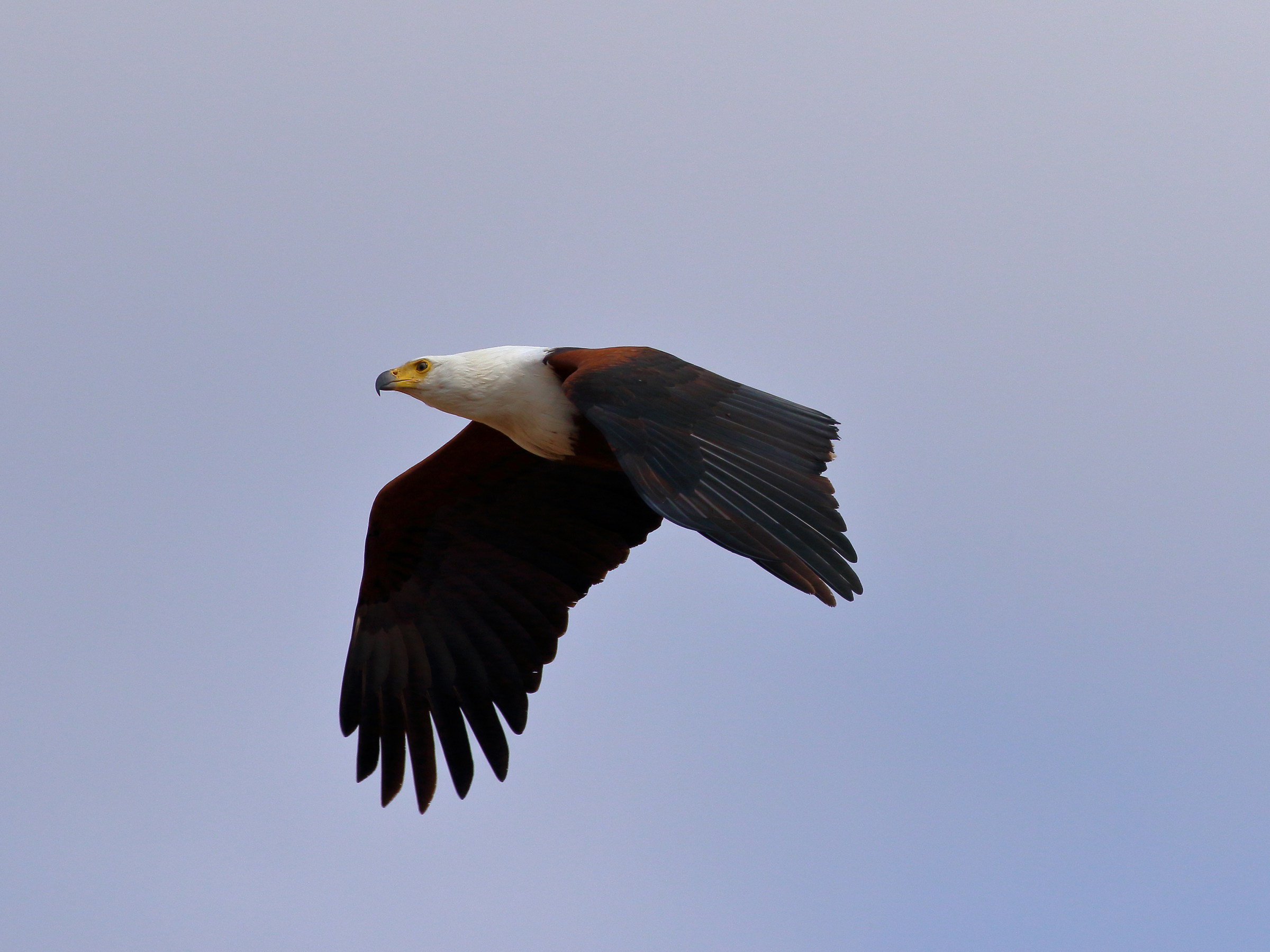 fish eagle