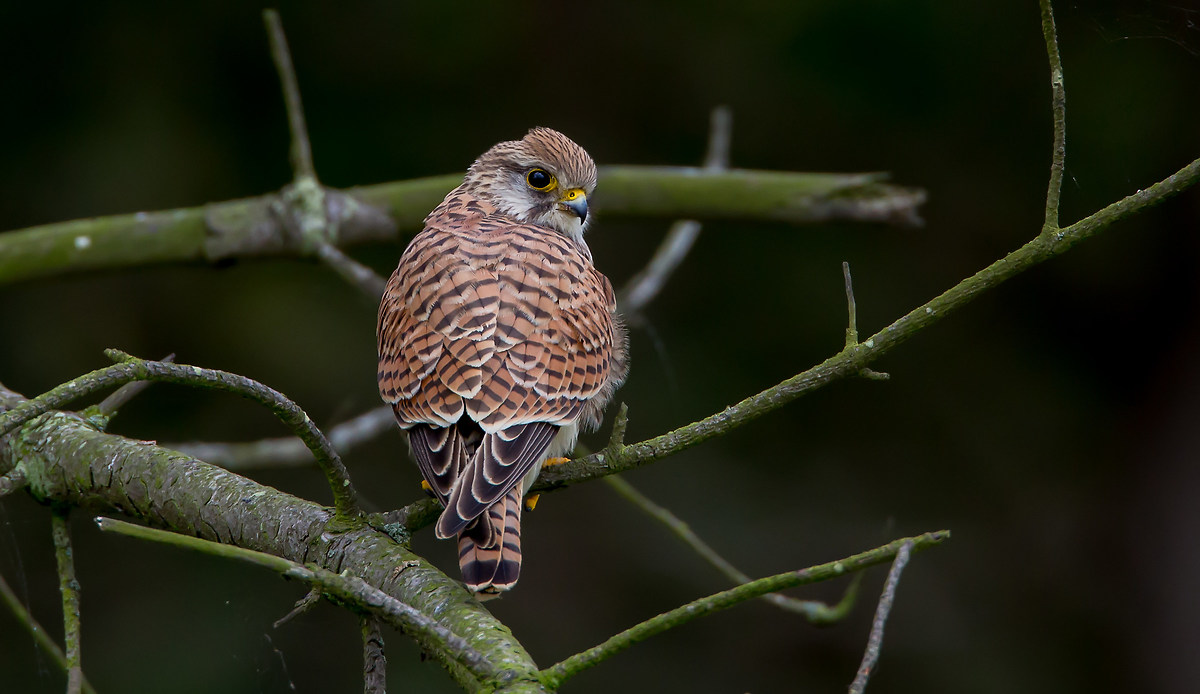 Kestrel - giovanile