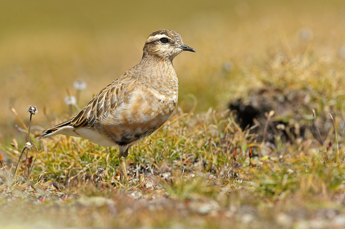 Dotterel