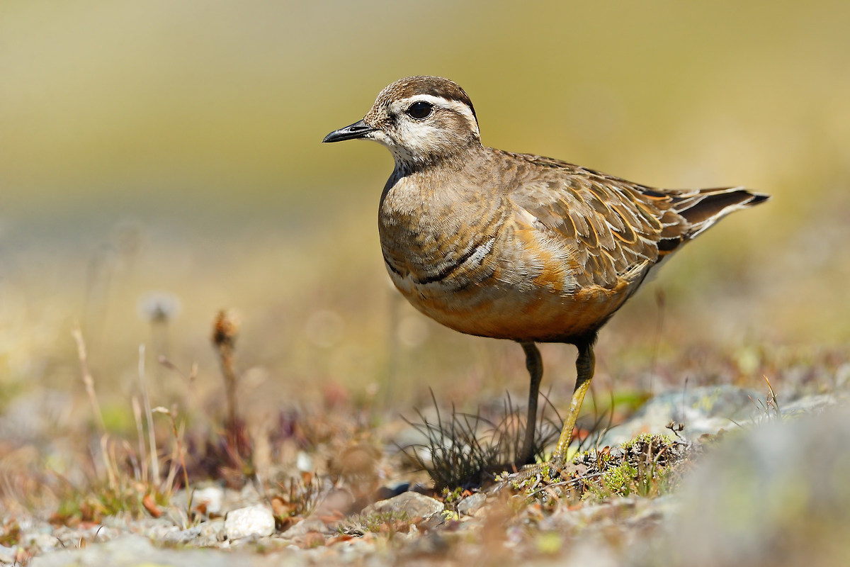 Dotterel