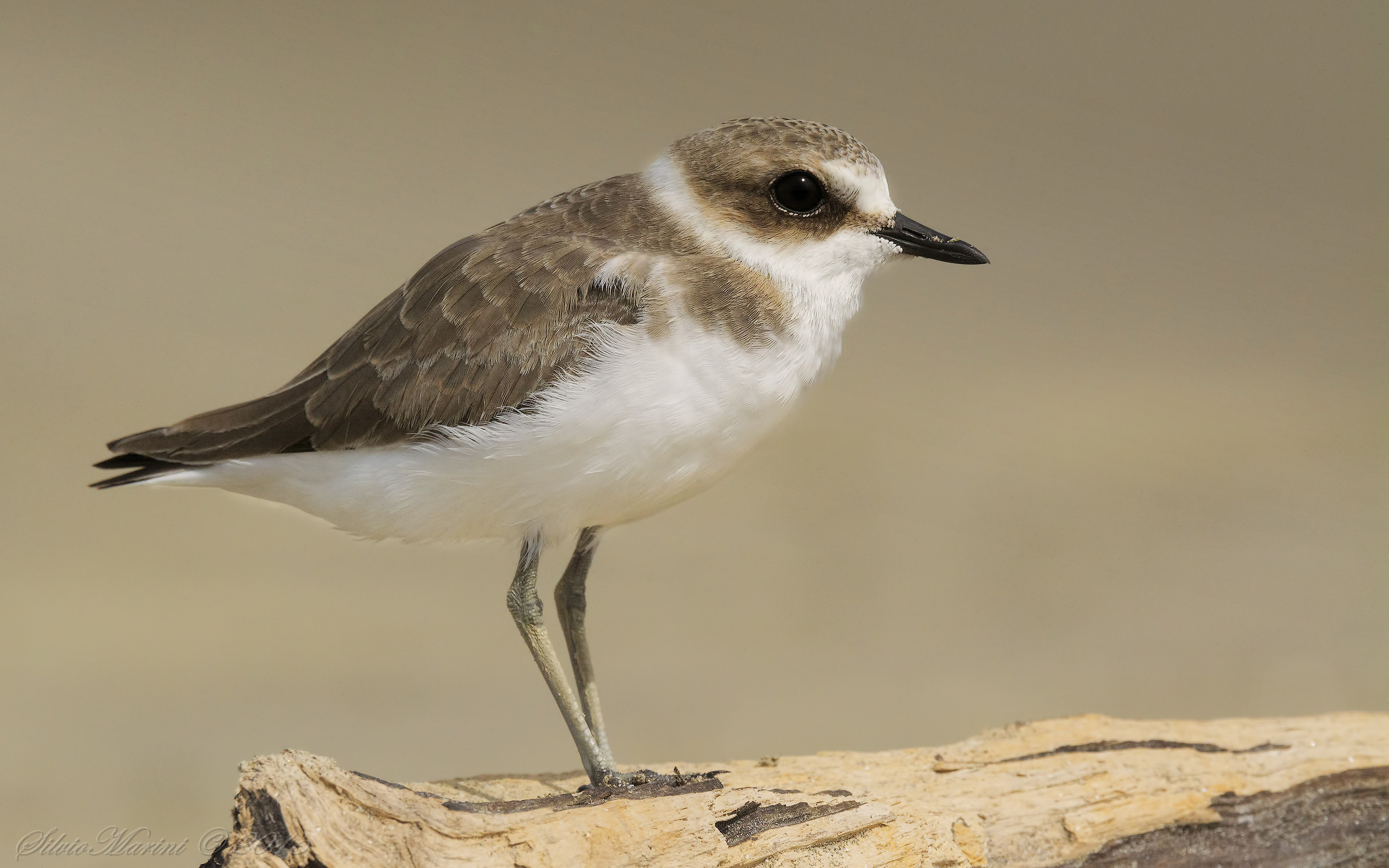 Mallards (Kentish Plover) adult