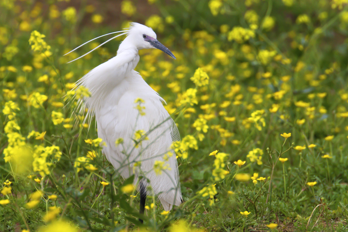 Garzetta in abito riproduttivo