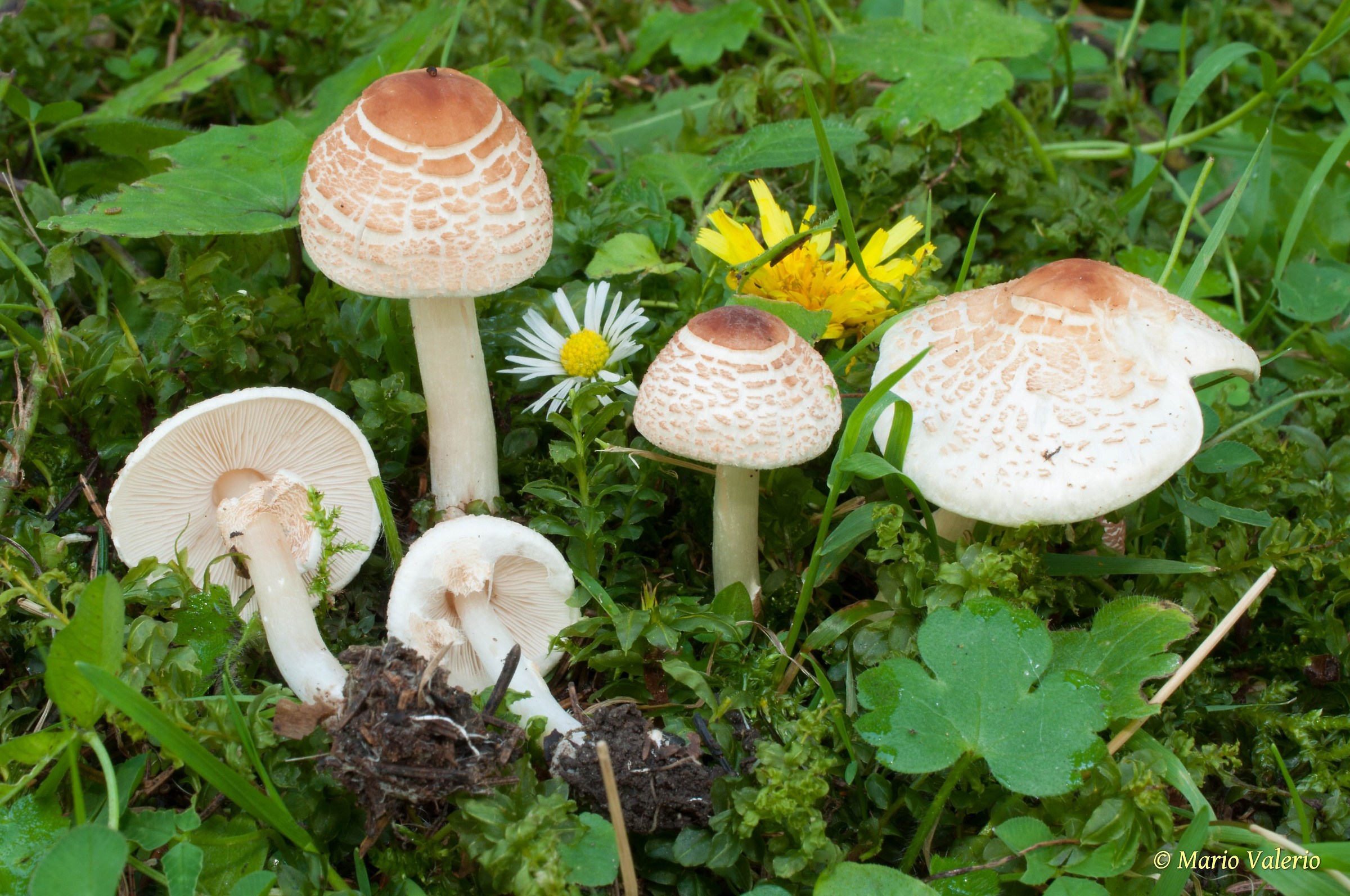 Lepiota cristata
