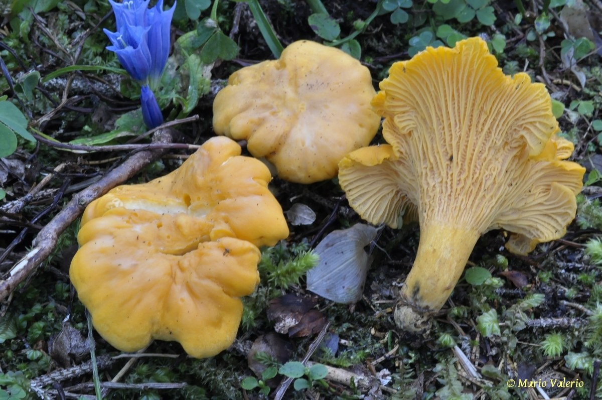 Chanterelle