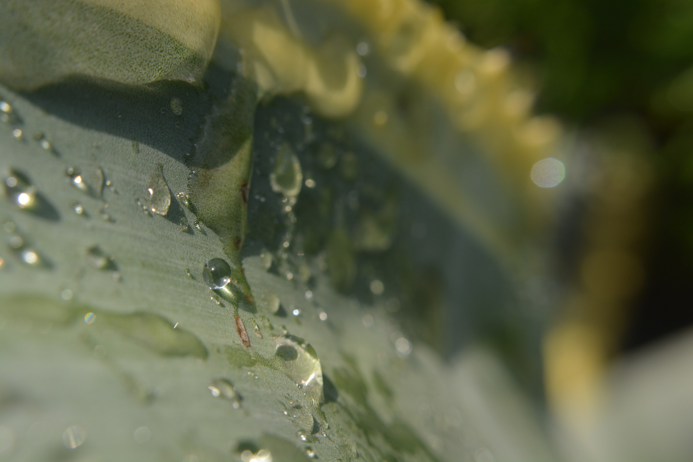 the rain ... how wonderful