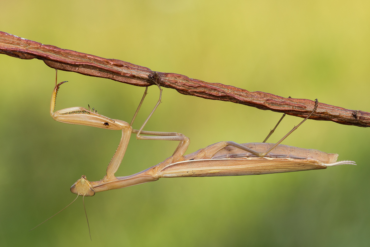 Mantide religiosa.....