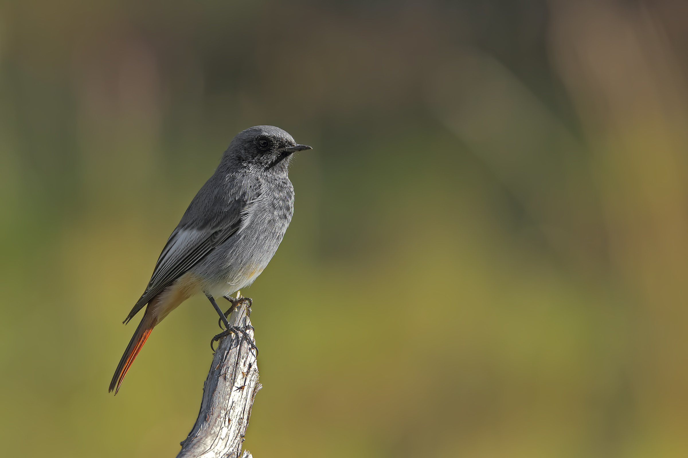 Redstart 150-600 Sigma Sport