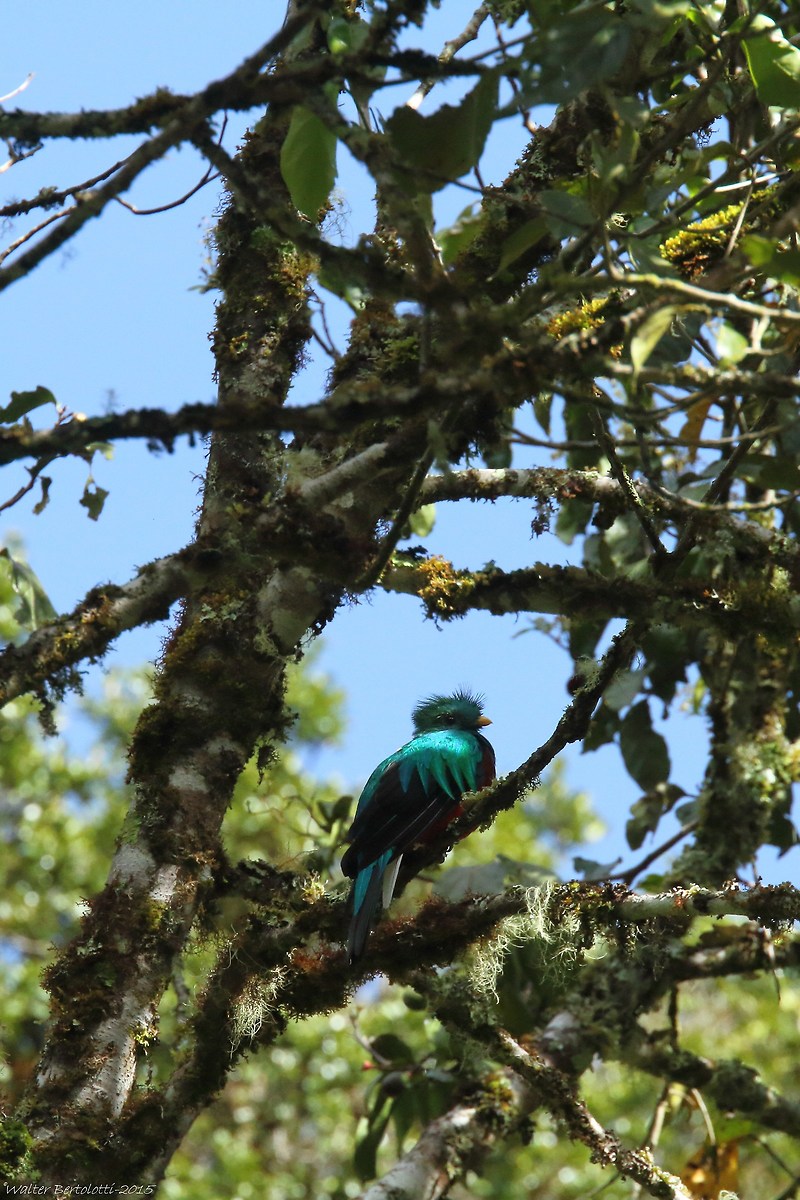 resplendent quetzal - (Pharomachrus mocinno)