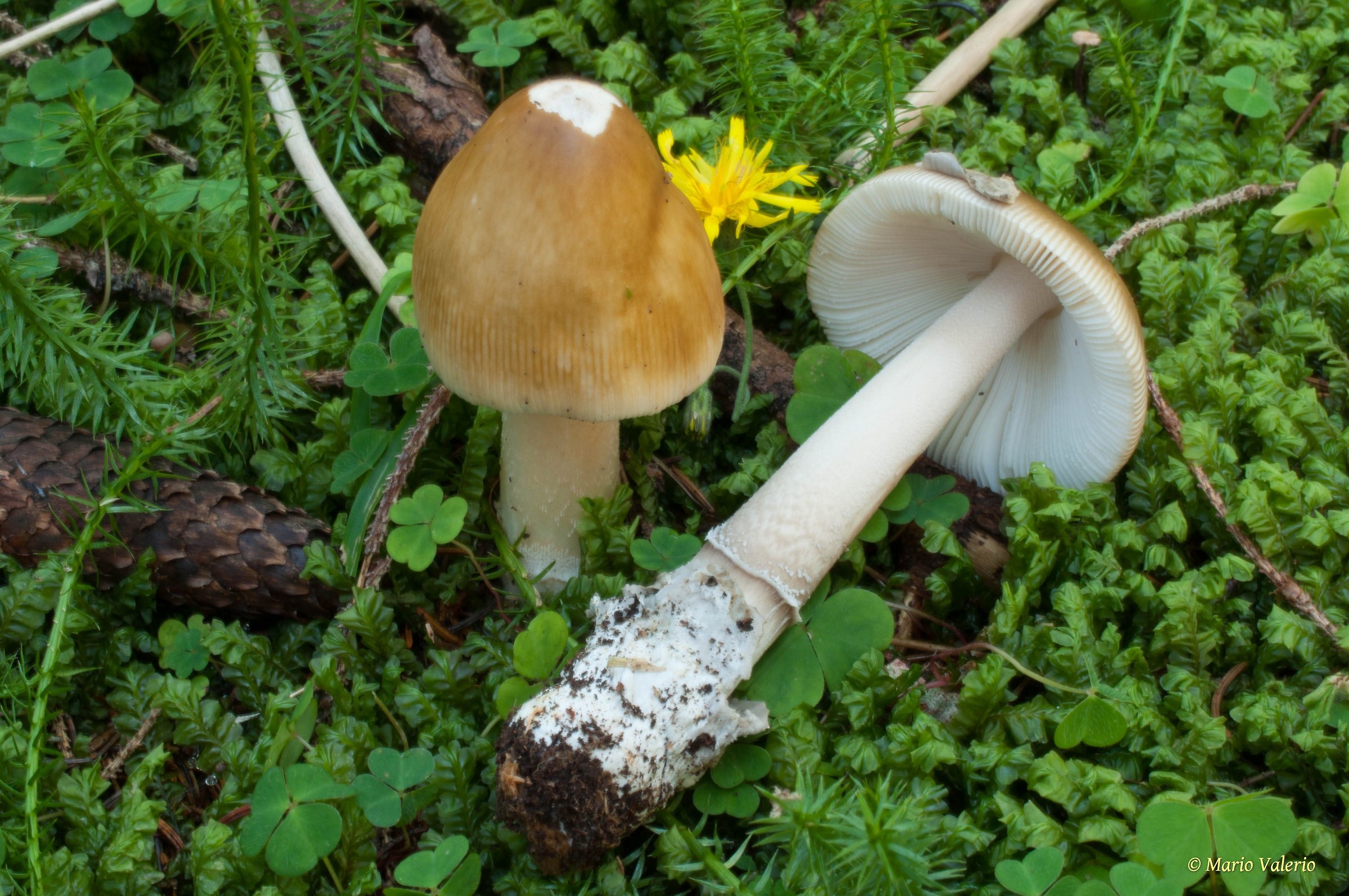 Amanita submembranacea