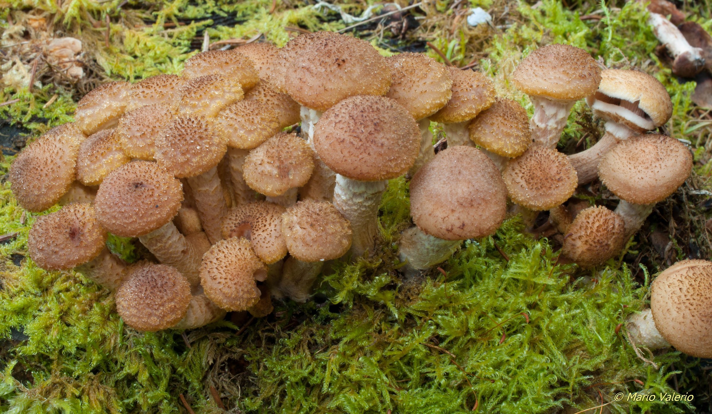 Armillaria mellea