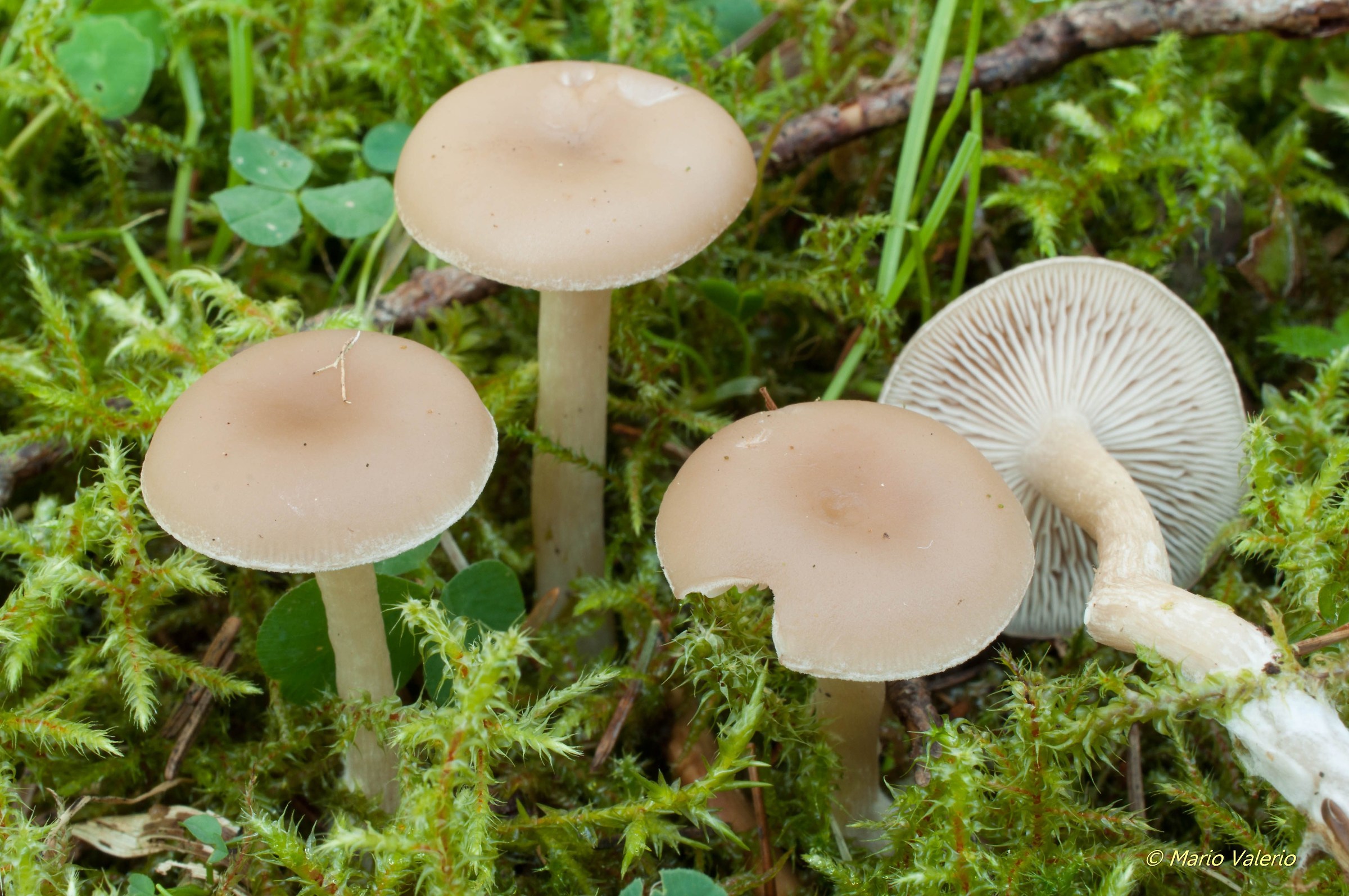 Clitocybe sp