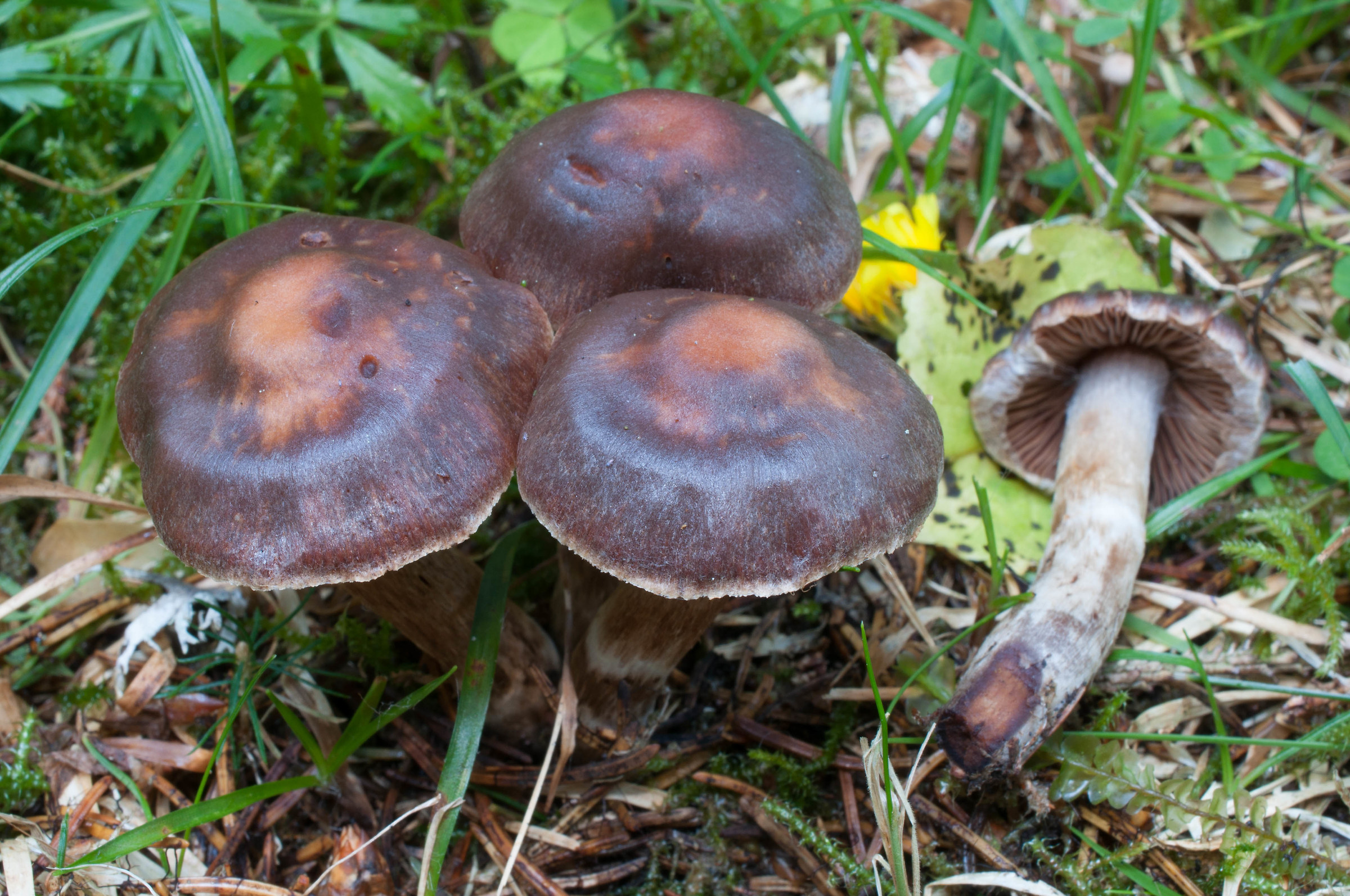 Cortinarius (Telamonia)